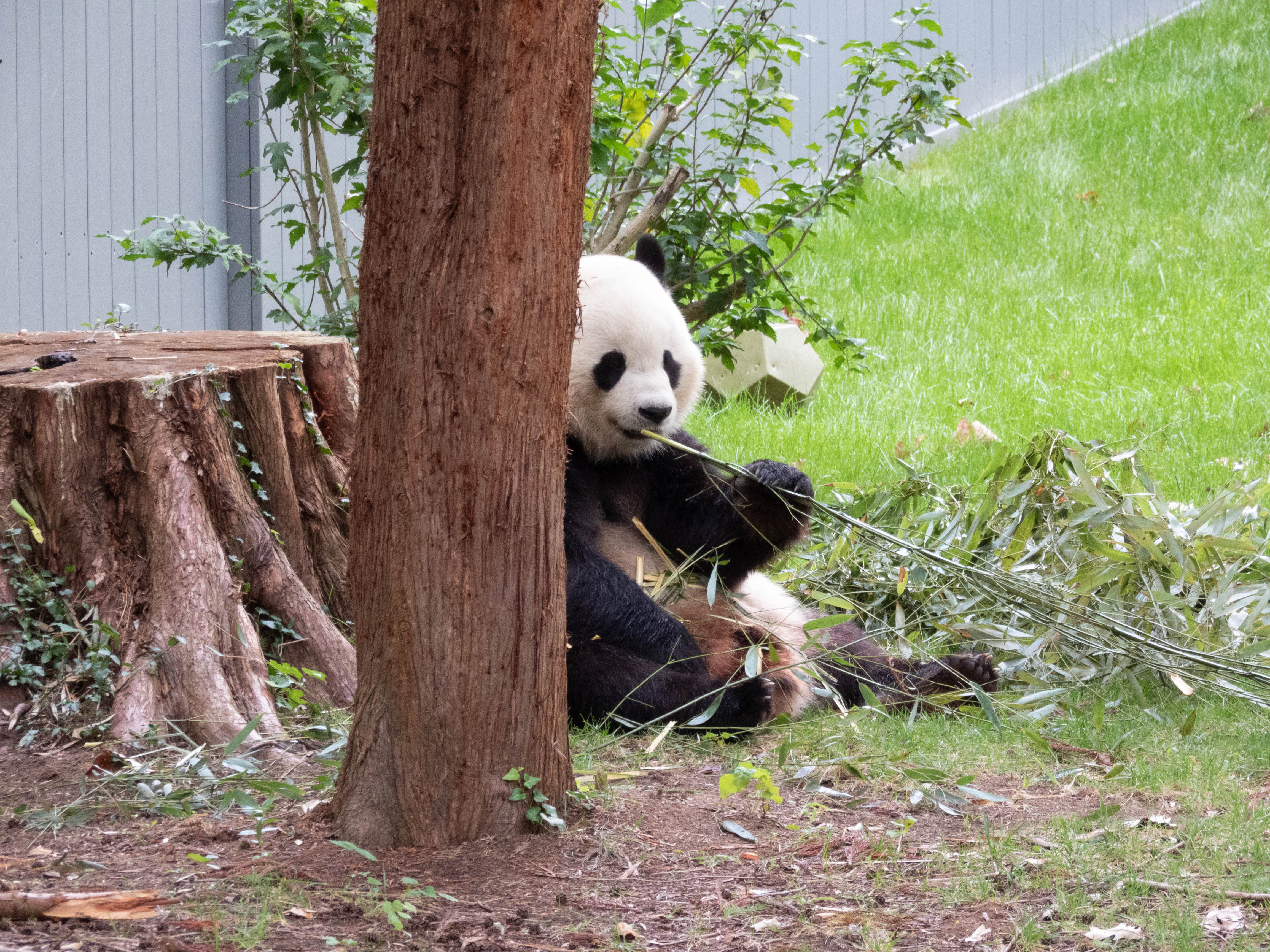 Unedited version of Panda at the national zoo!