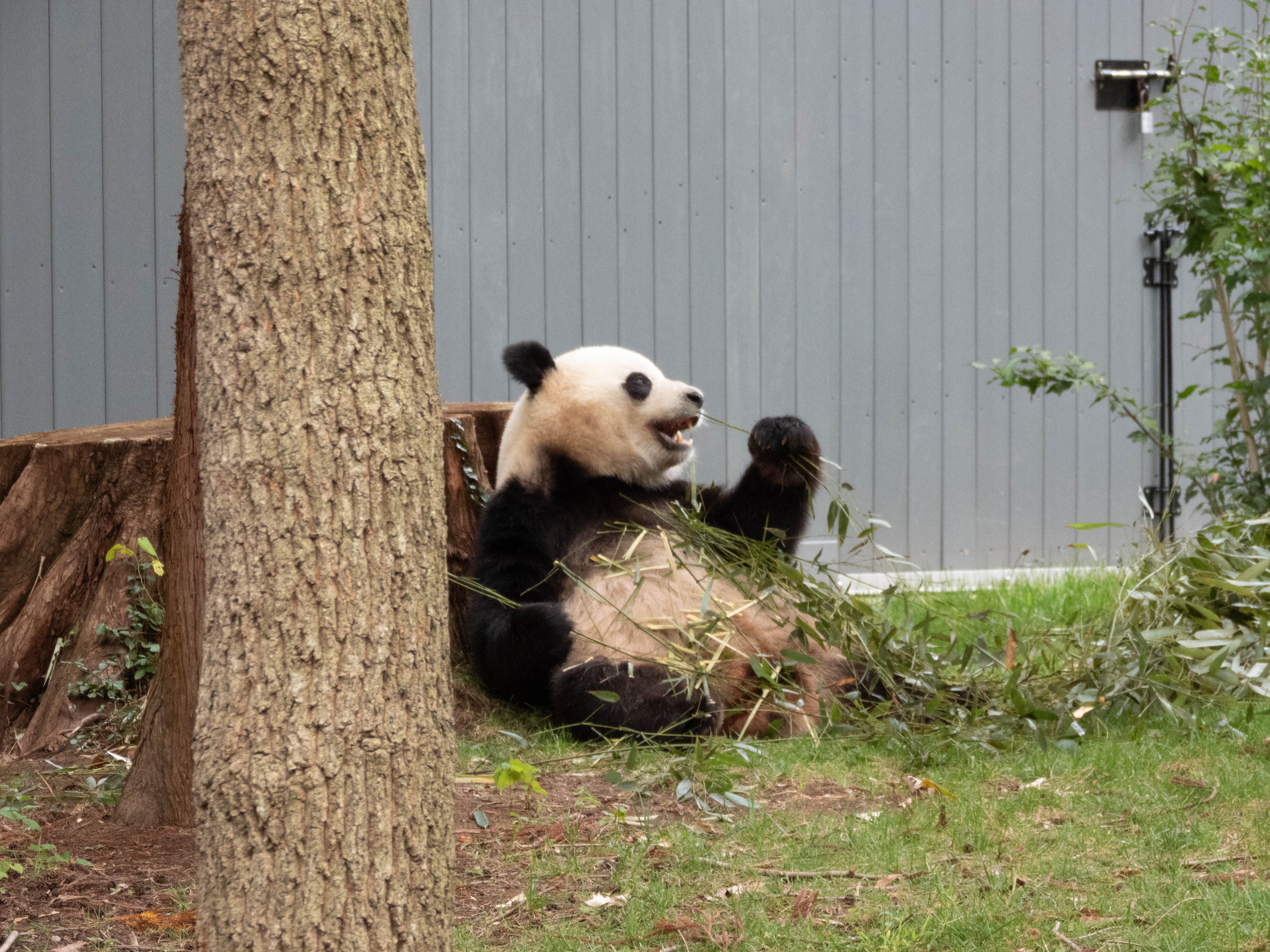 Panda mouth wide big...