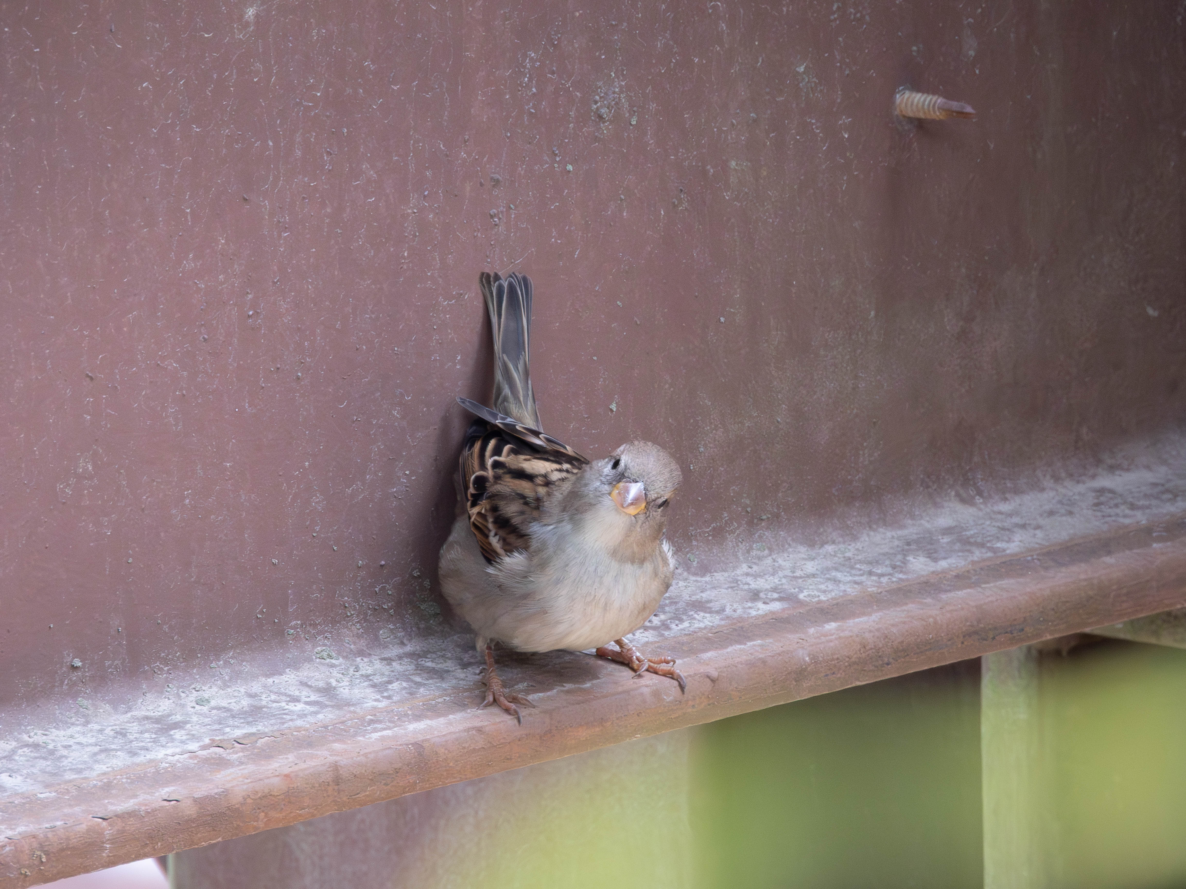 House sparrow giving the staredown
