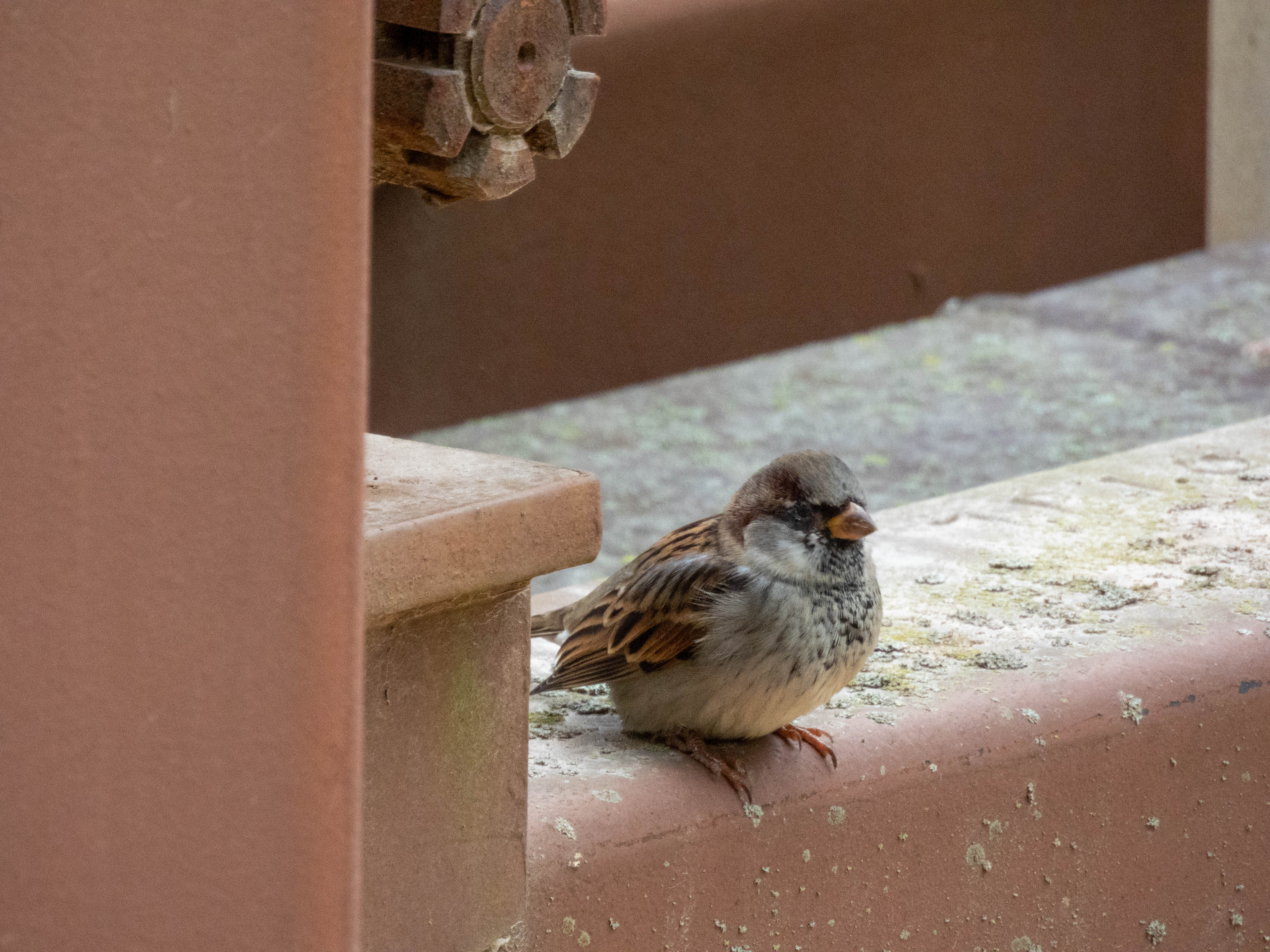 House finch chilling at the elephant house