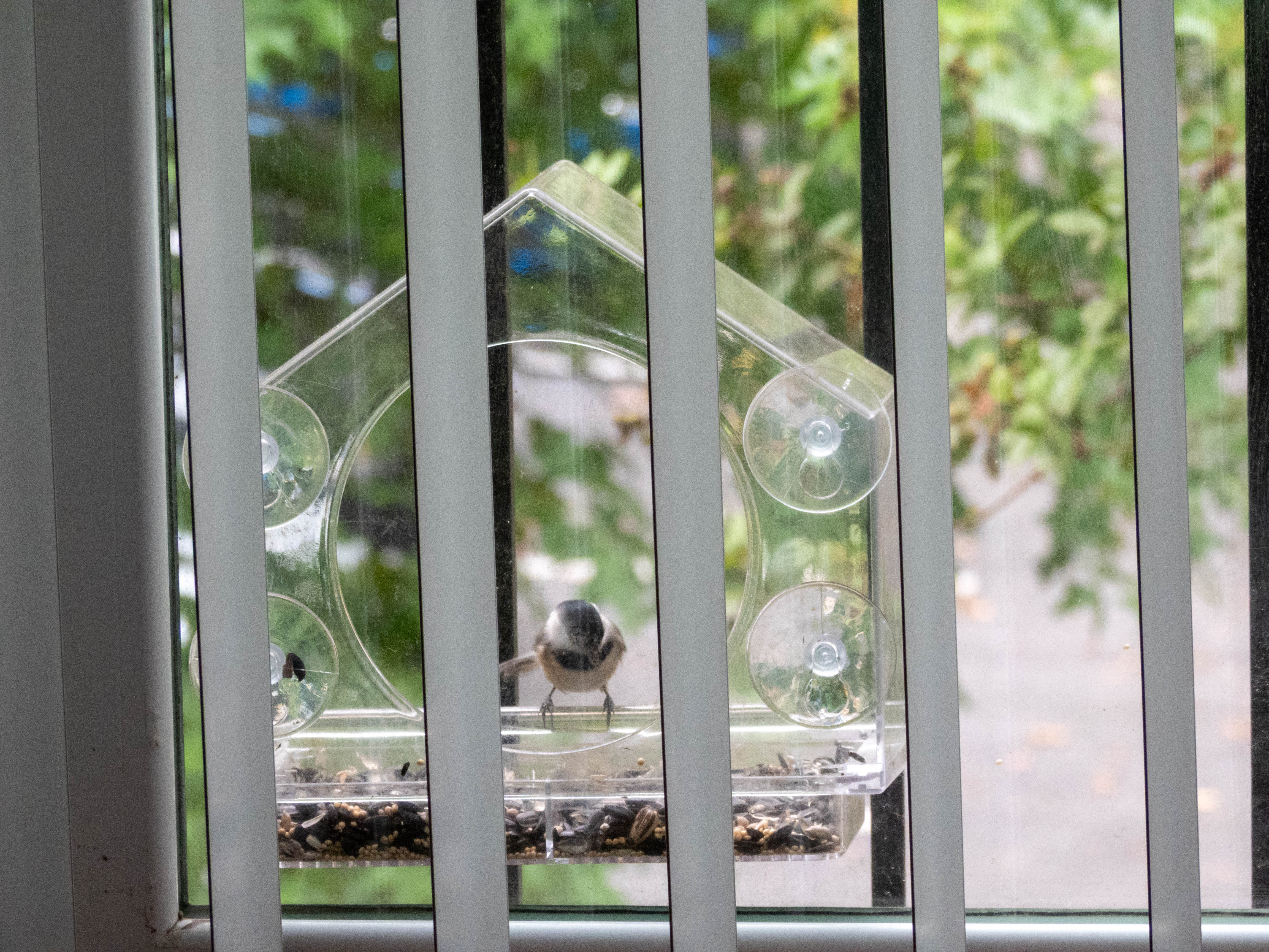 Carolina Chickadee at a birdfeeder