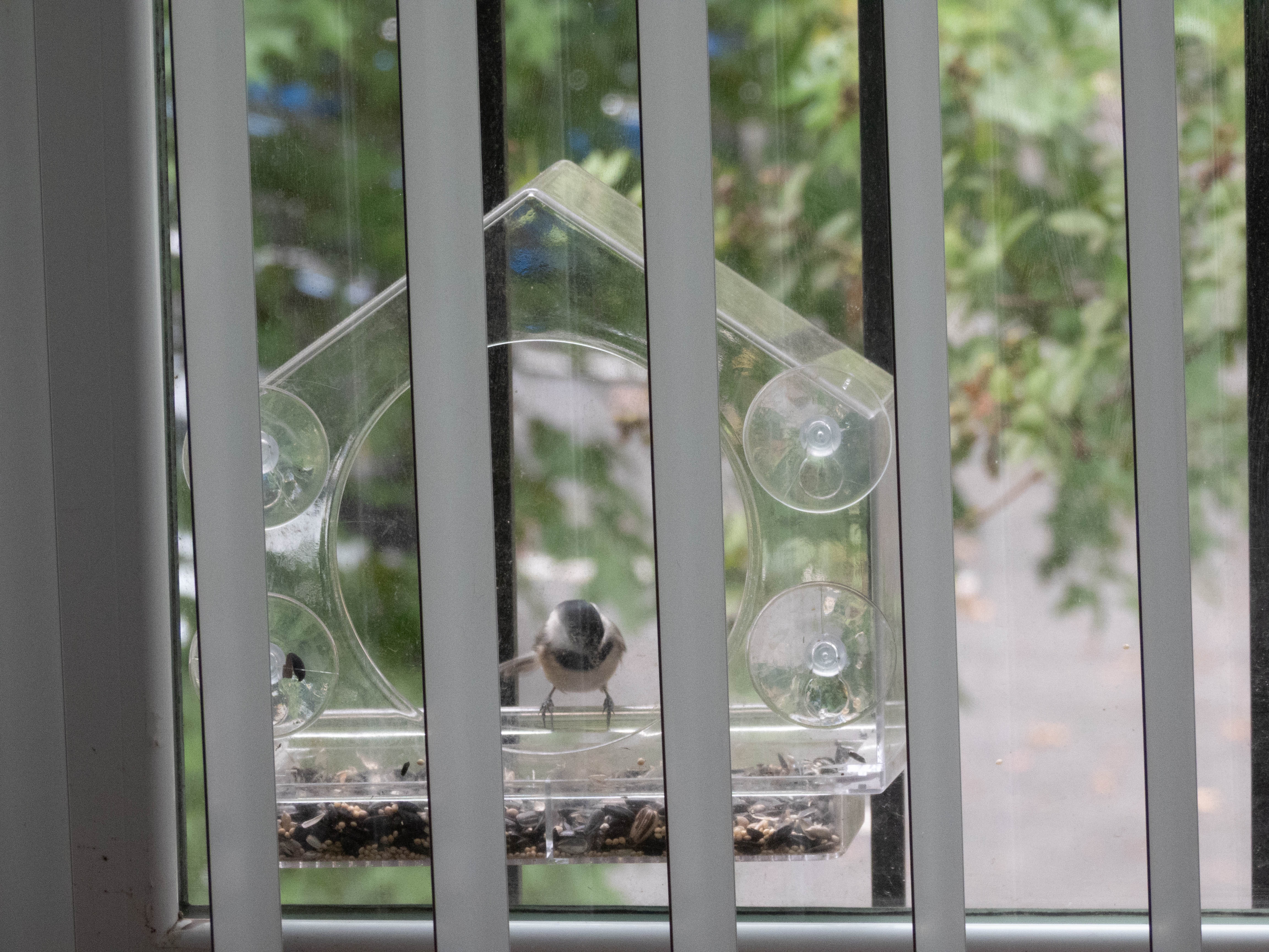 Unedited version of Carolina Chickadee at a birdfeeder