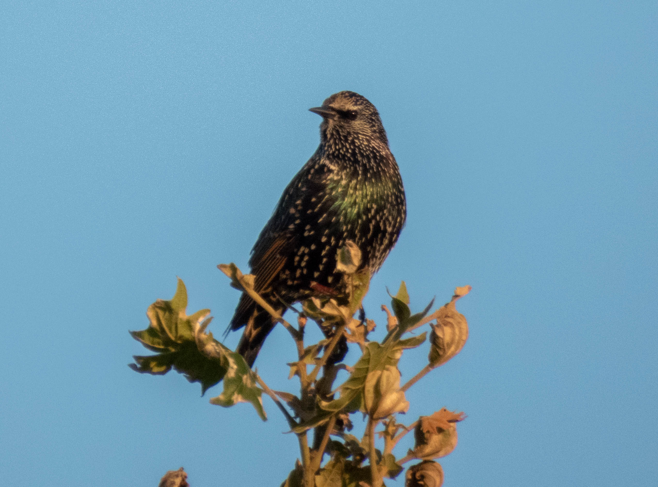 European Starling -- you can see the dots more clearly in this image.