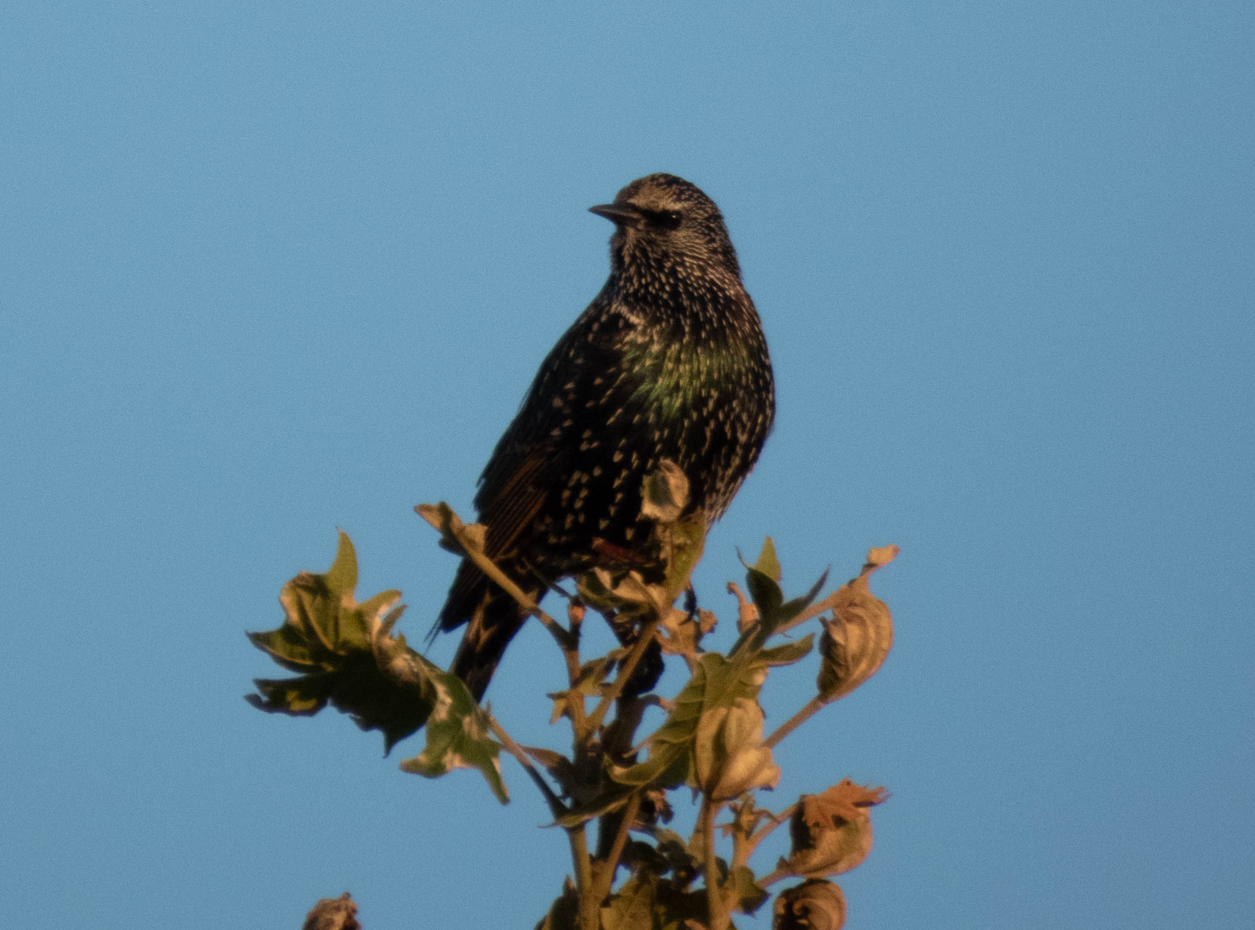 Unedited version of European Starling -- you can see the dots more clearly in this image.