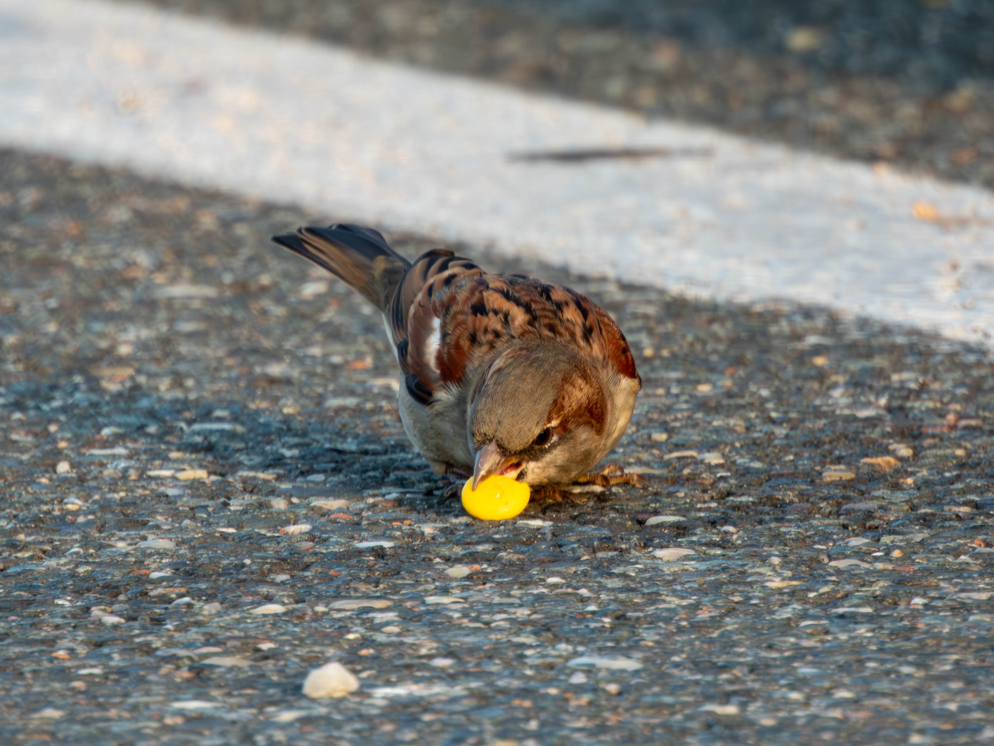 House sparrow eating something (M&M? Corn? Skittle? Who knows)