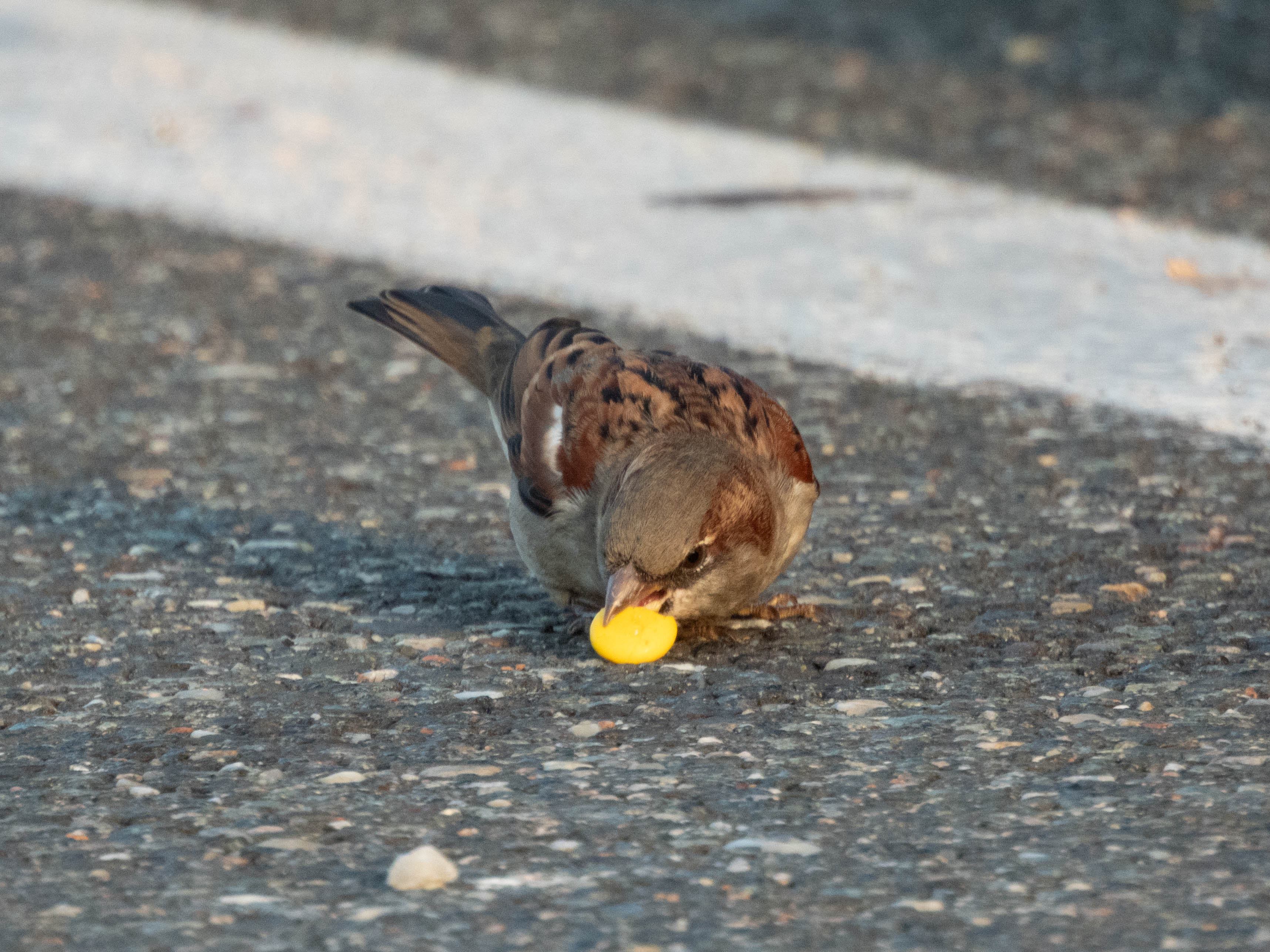 Unedited version of House sparrow eating something (M&M? Corn? Skittle? Who knows)