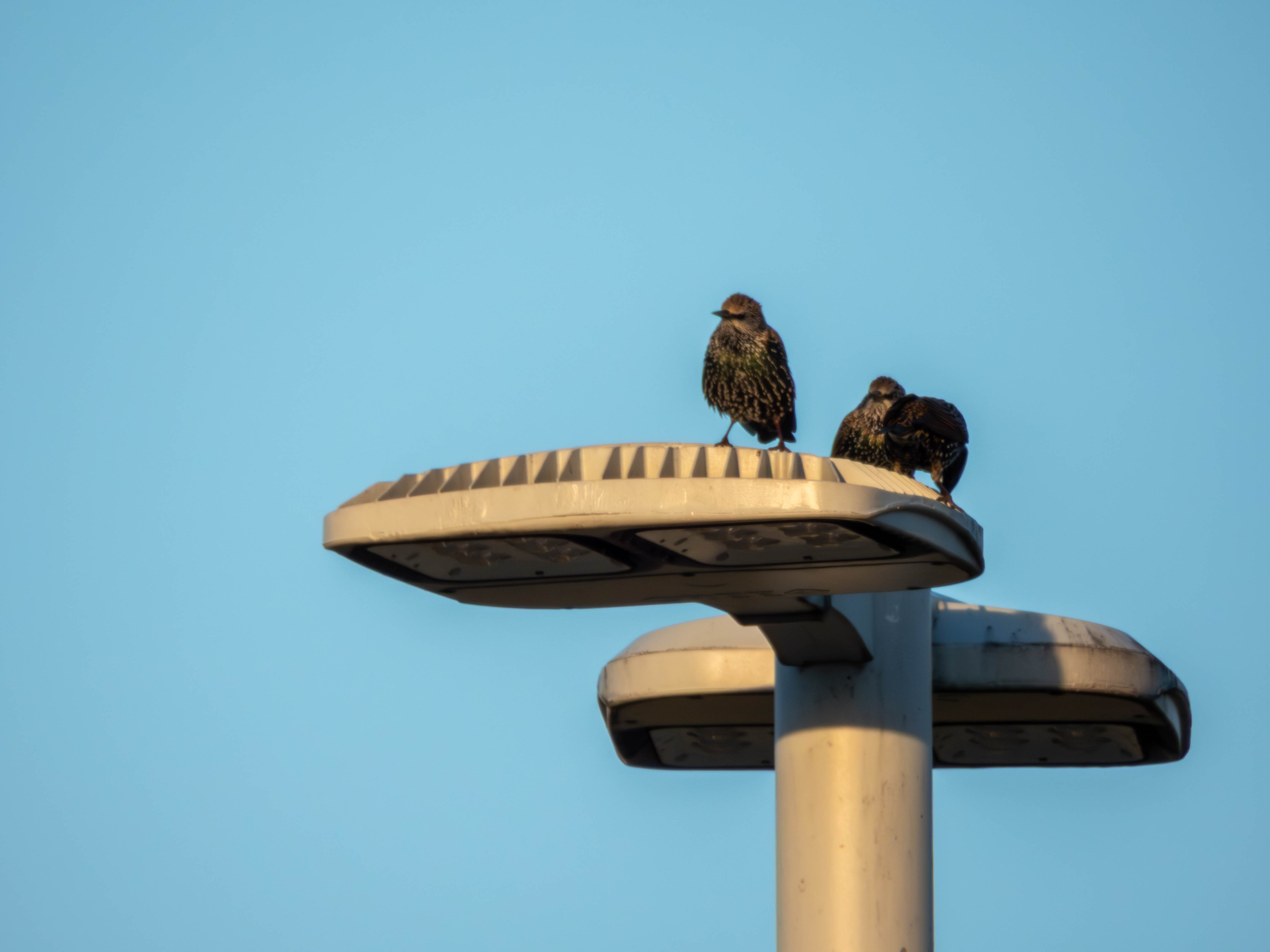 Explorer European Starling!