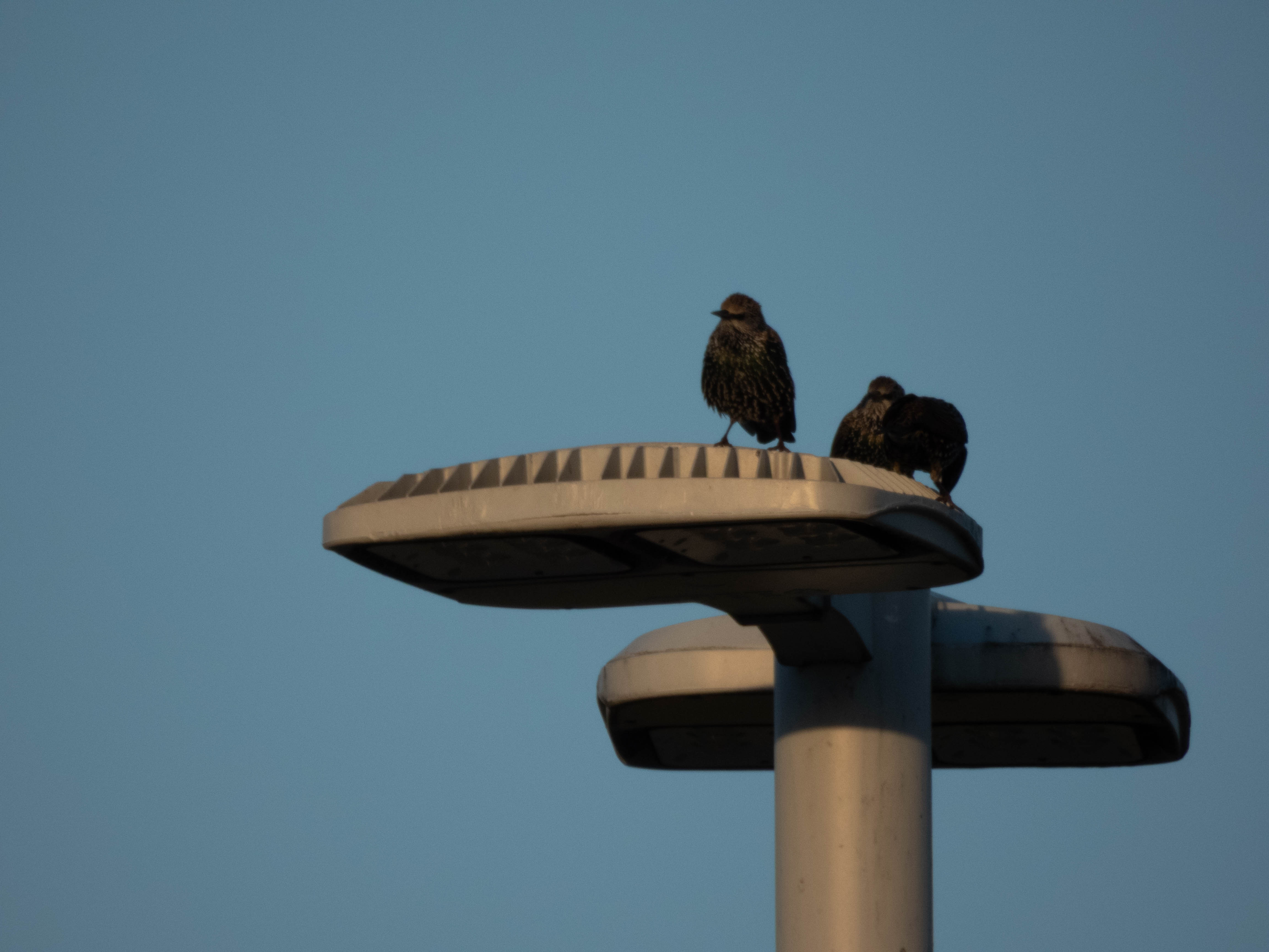 Unedited version of Explorer European Starling!