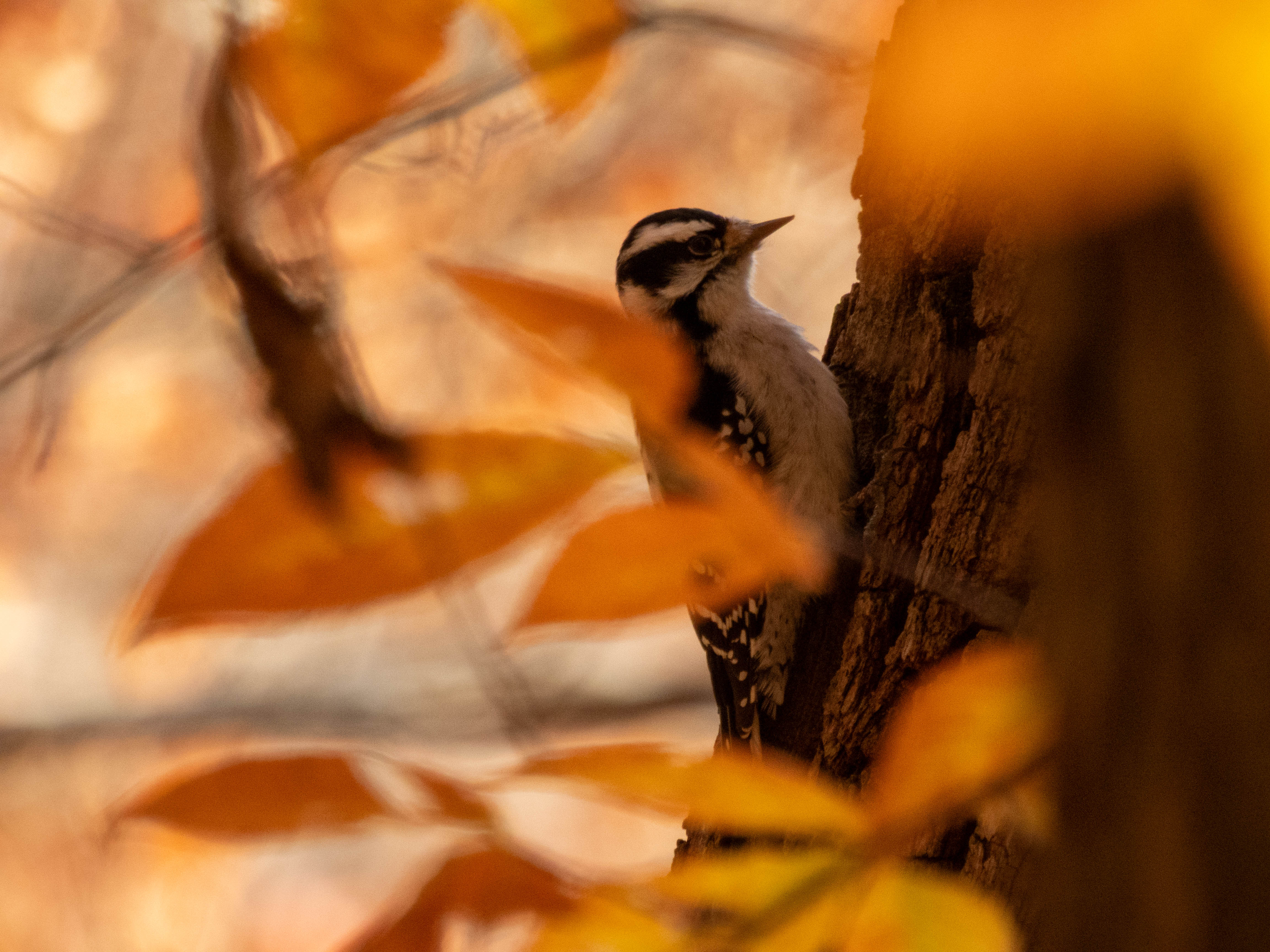 Downy woodpecker -- identify by the beck that is about half the lengthof the head