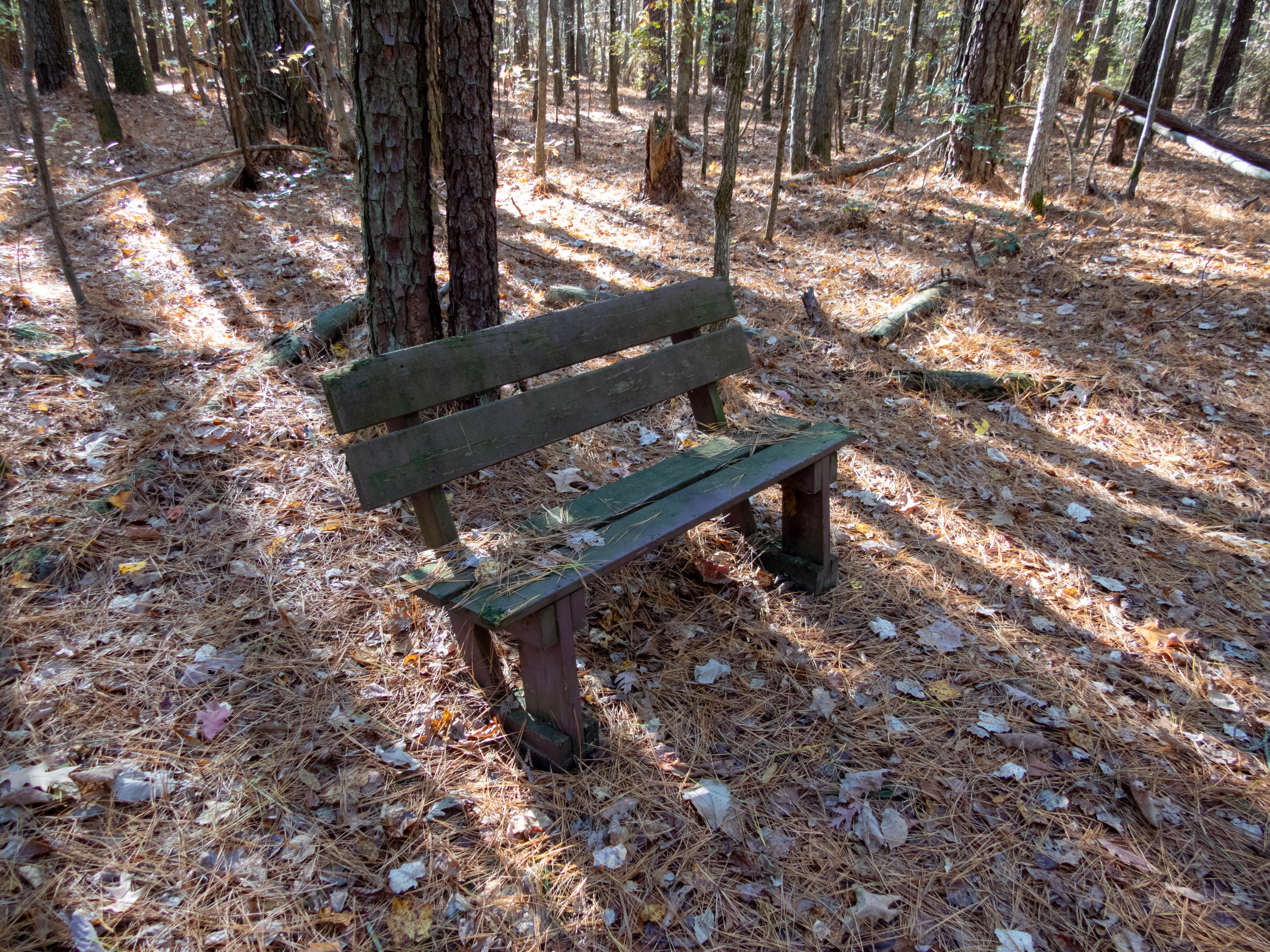 Bench at Blackwater National Wildlife Refuge