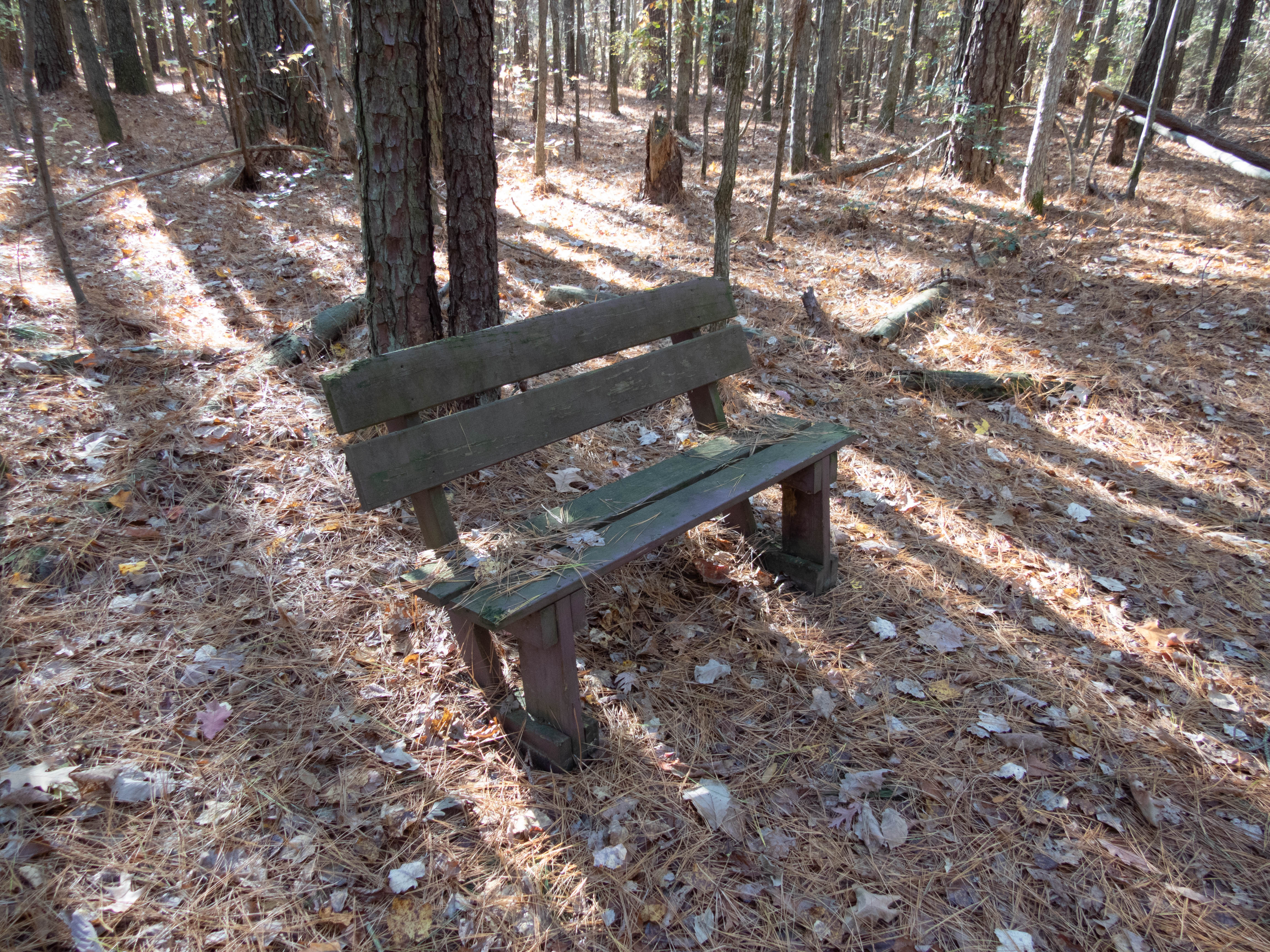 Unedited version of Bench at Blackwater National Wildlife Refuge