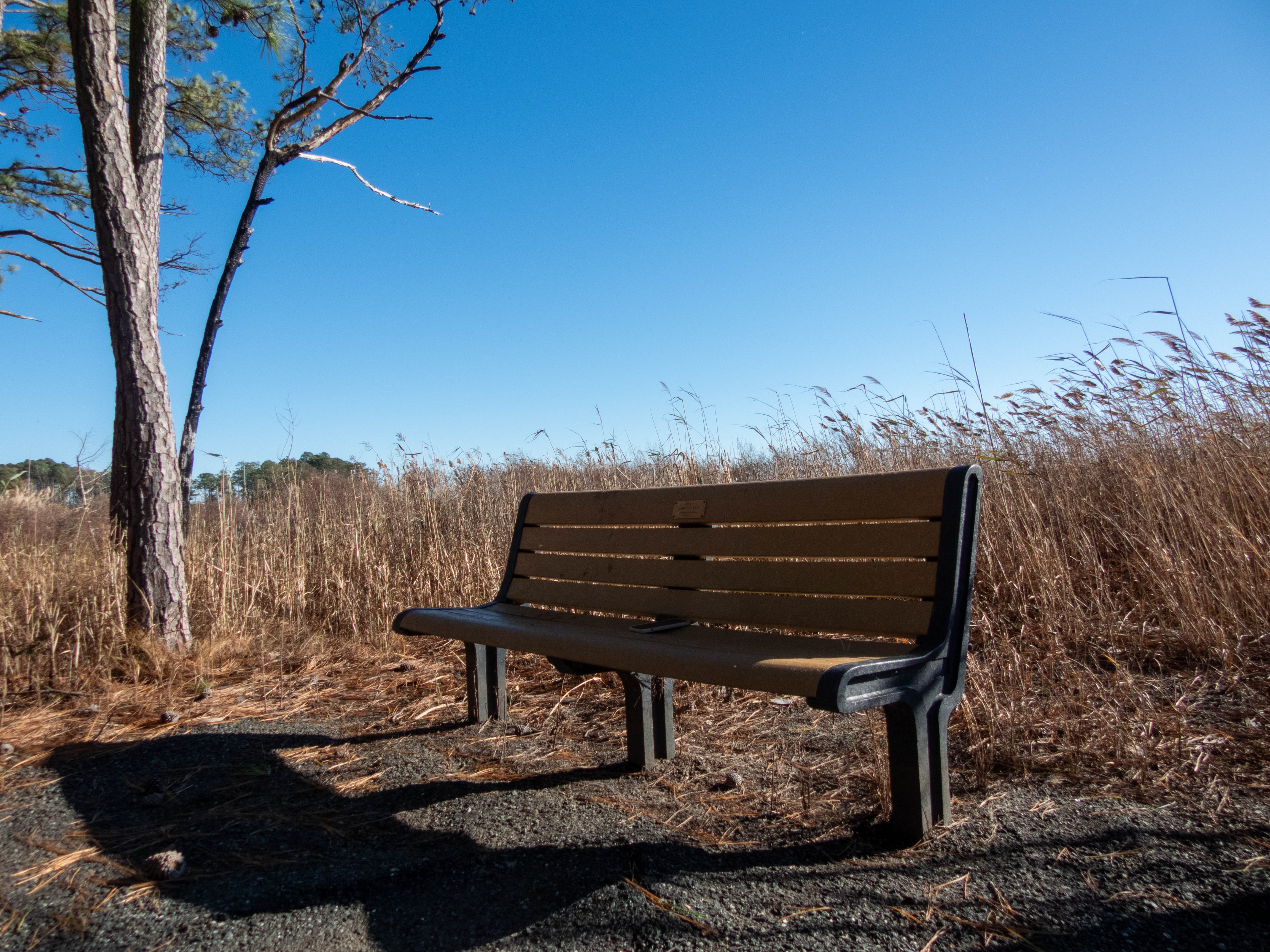 Bench at Blackwater National Wildlife Refuge -- waterside walk section