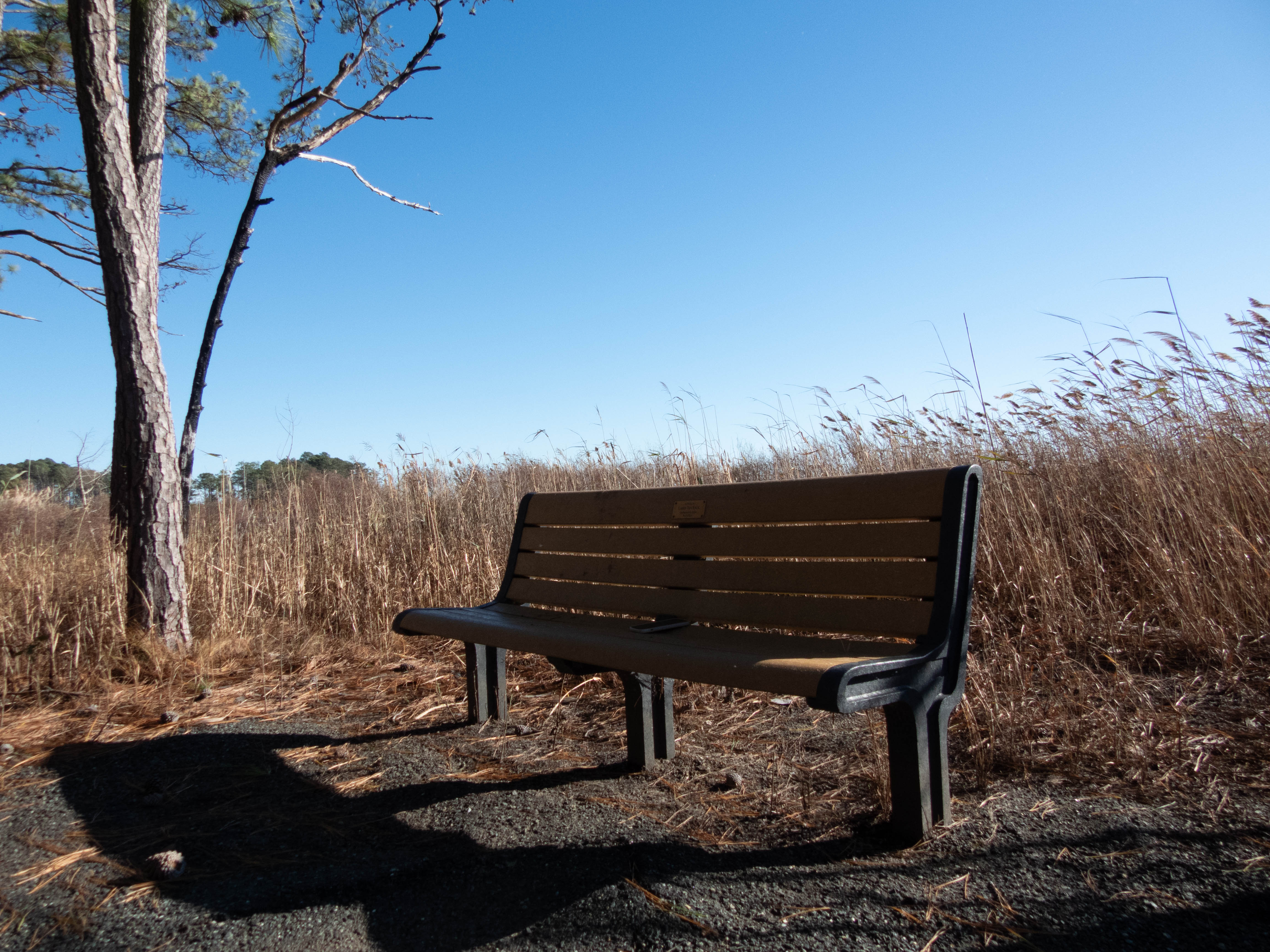 Unedited version of Bench at Blackwater National Wildlife Refuge -- waterside walk section