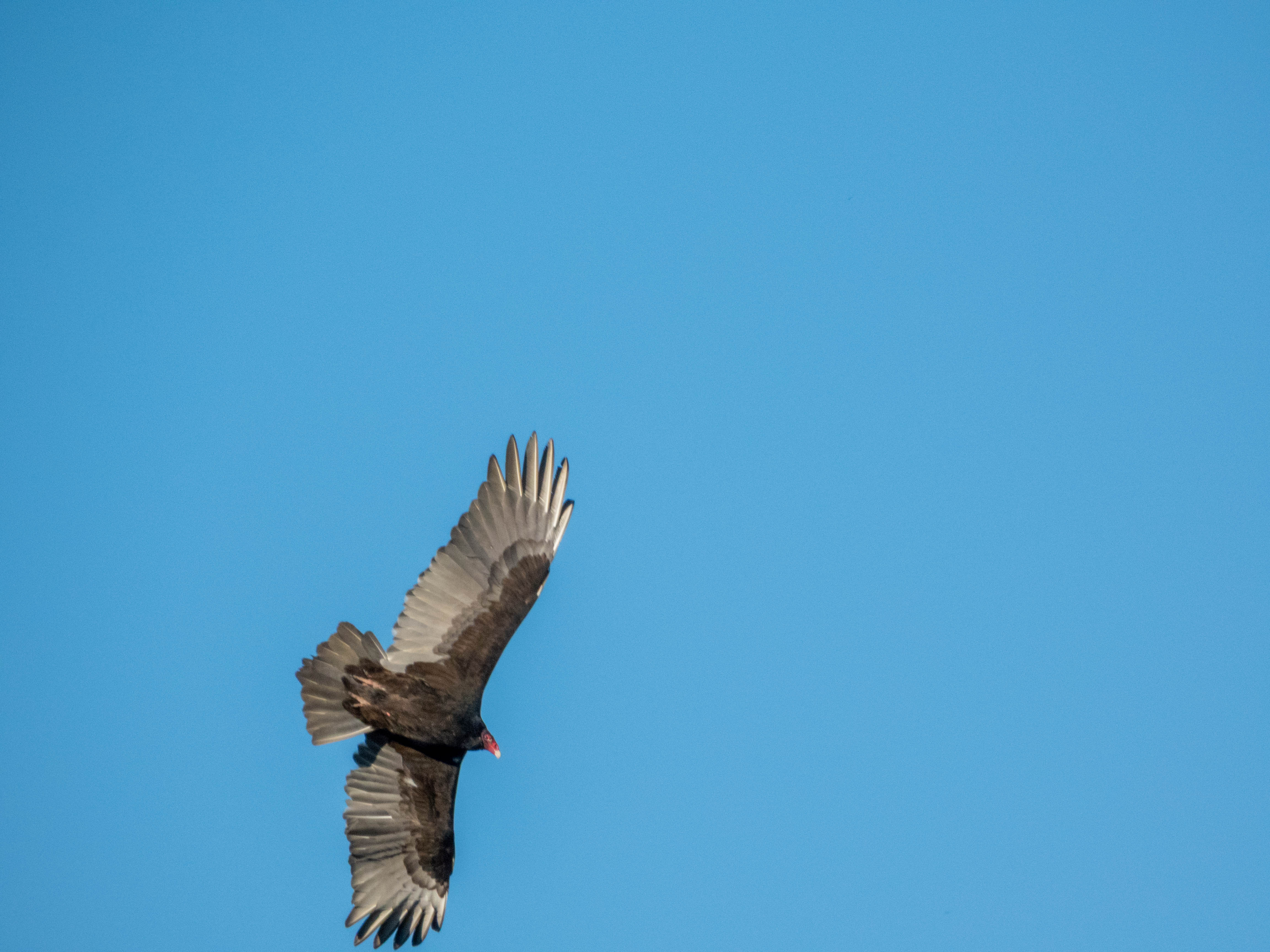 Turkey Vulture