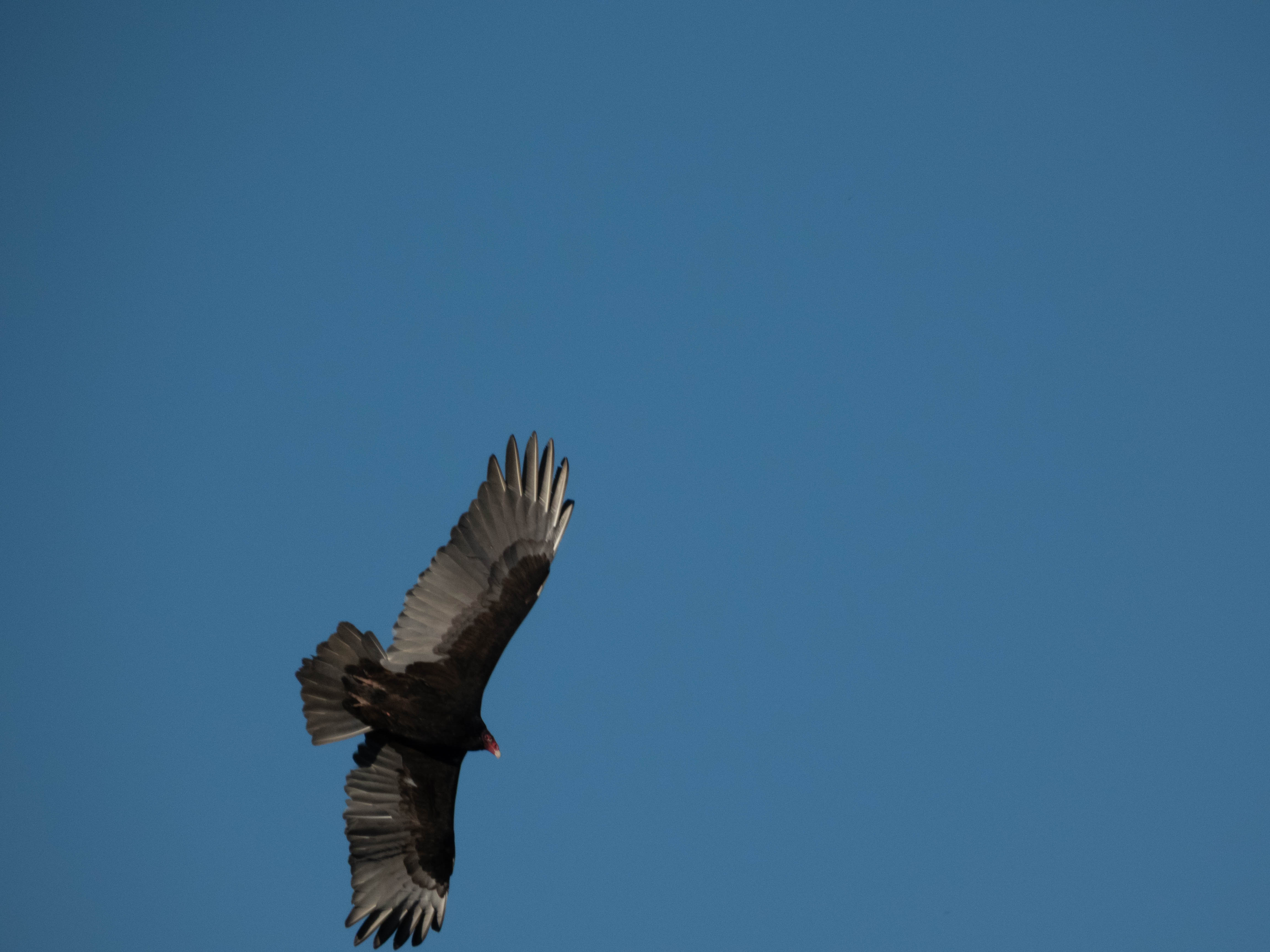 Unedited version of Turkey Vulture