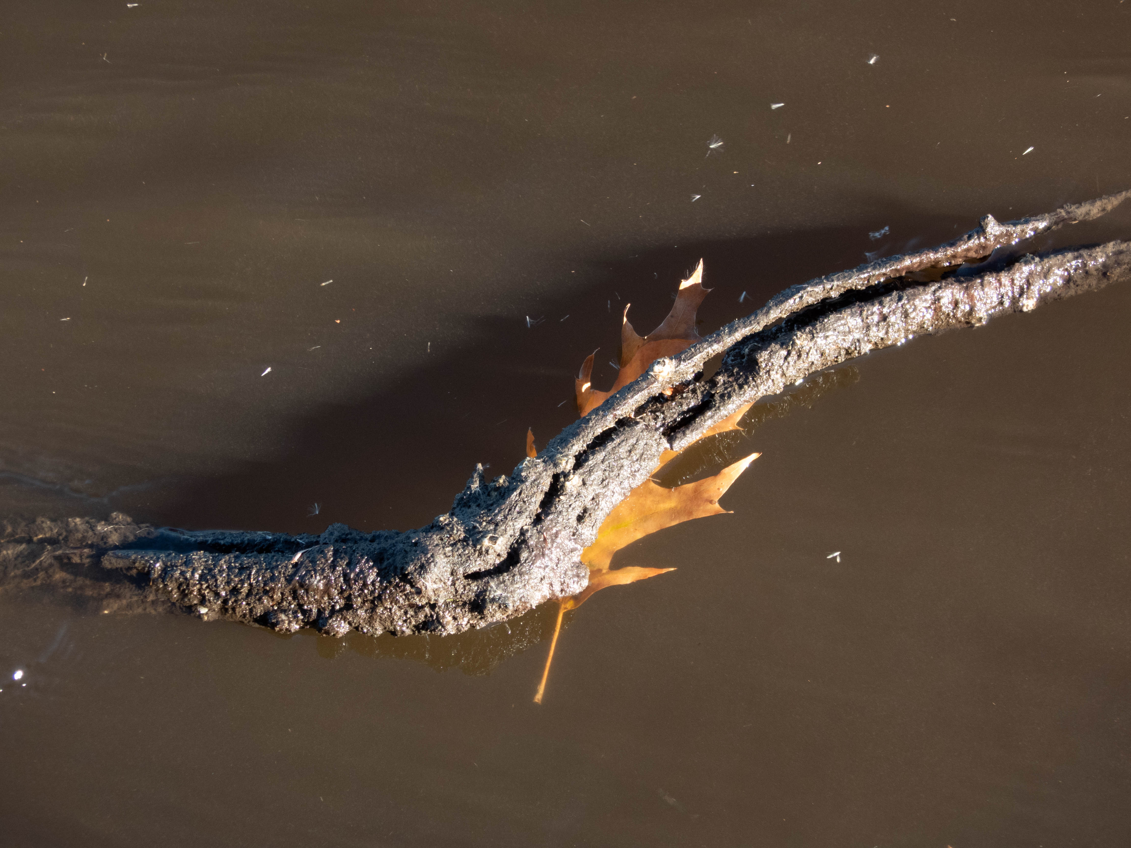 Leaf under a branch. I got another one of a leaf dropping on the water, but there was something else in frame so I didn't edit it.