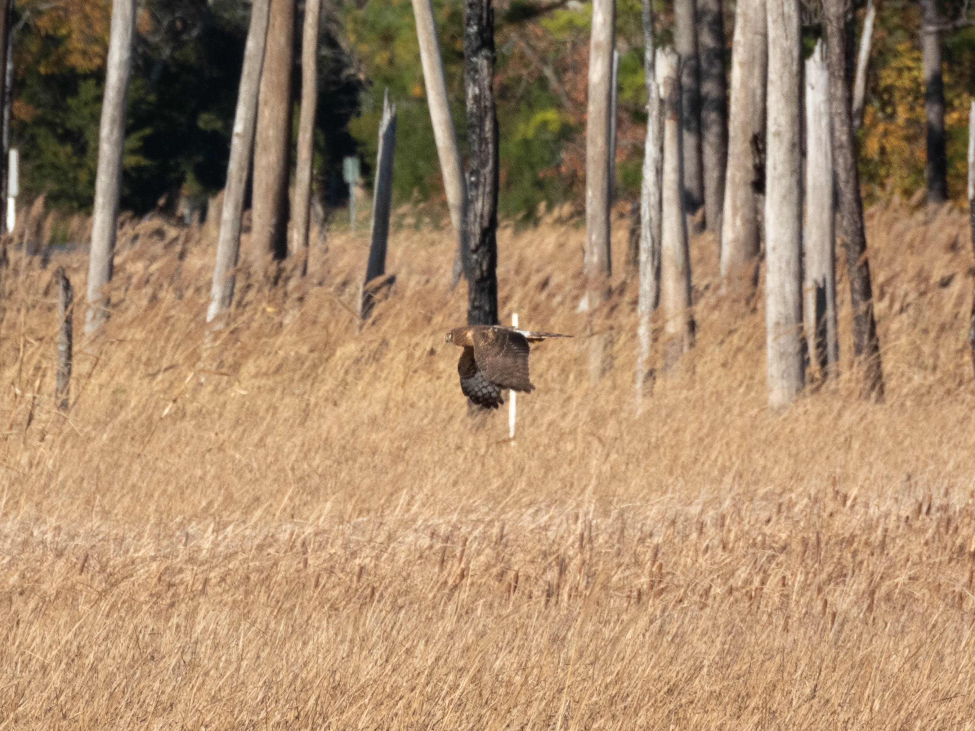 Northern Harrier -- Interesting hunting pattern. They fly, stay in place, then fly again. Could've also just been the really strong wind that day.