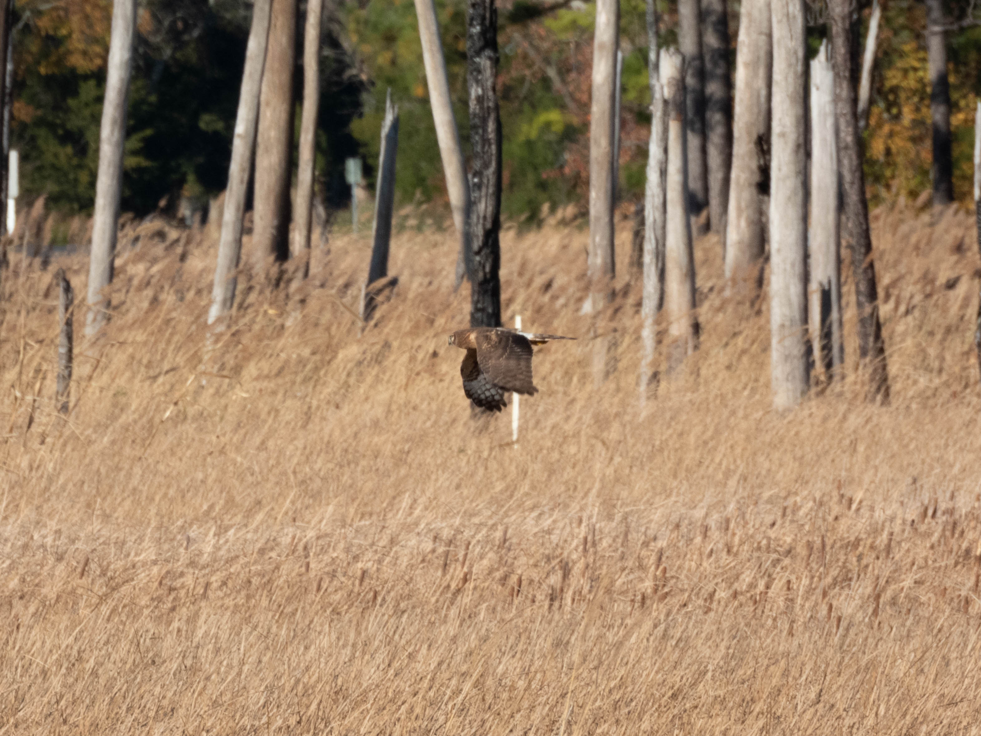Unedited version of Northern Harrier -- Interesting hunting pattern. They fly, stay in place, then fly again. Could've also just been the really strong wind that day.