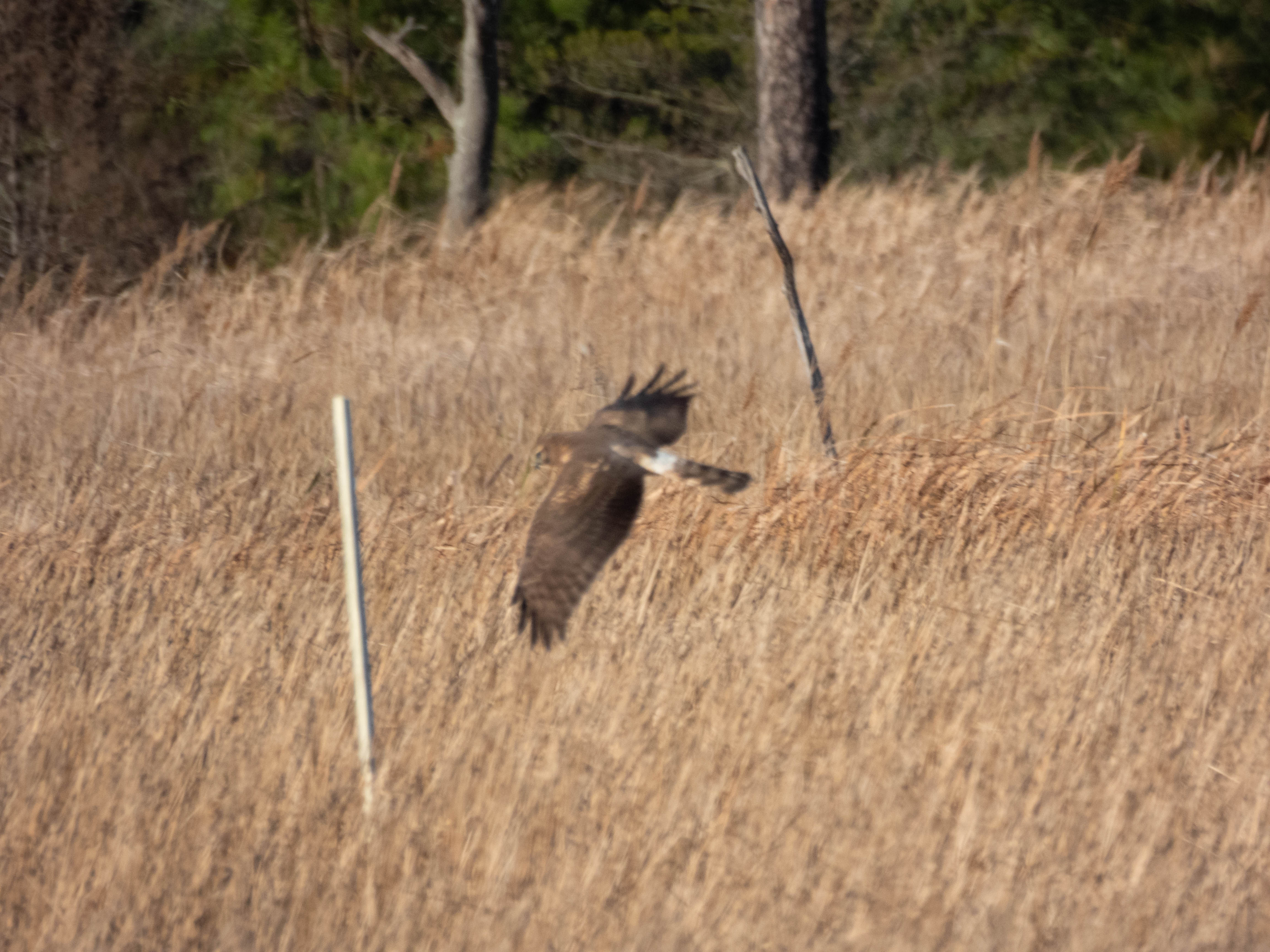 Northern Harrier second picture -- much blurrier