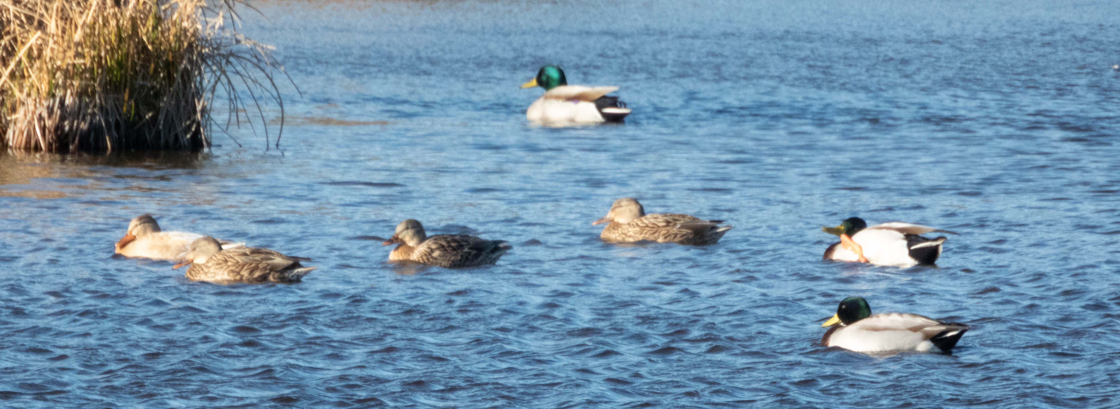 Unedited version of Ducks! Mallards