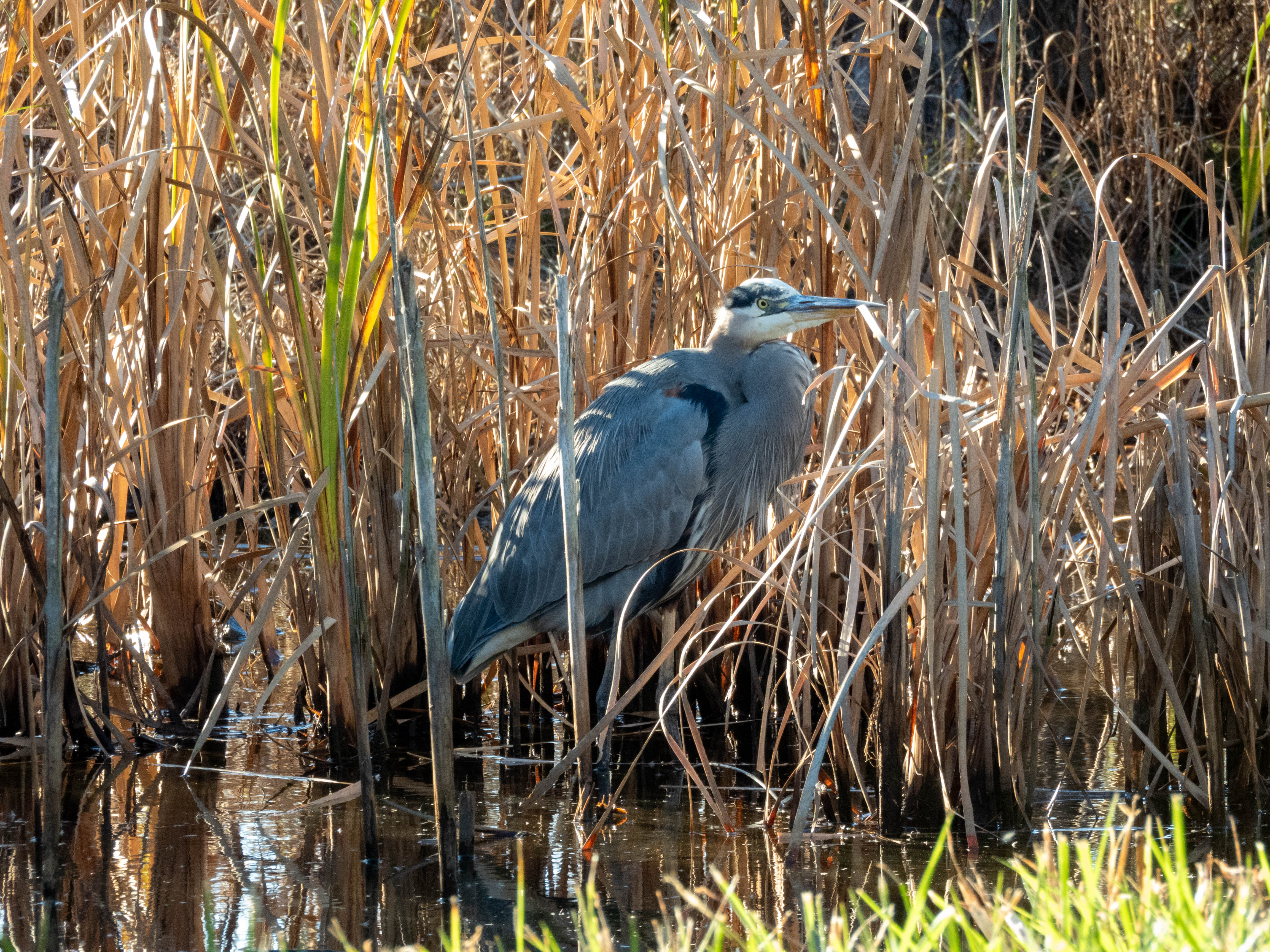 Great Blue Heron in hiding