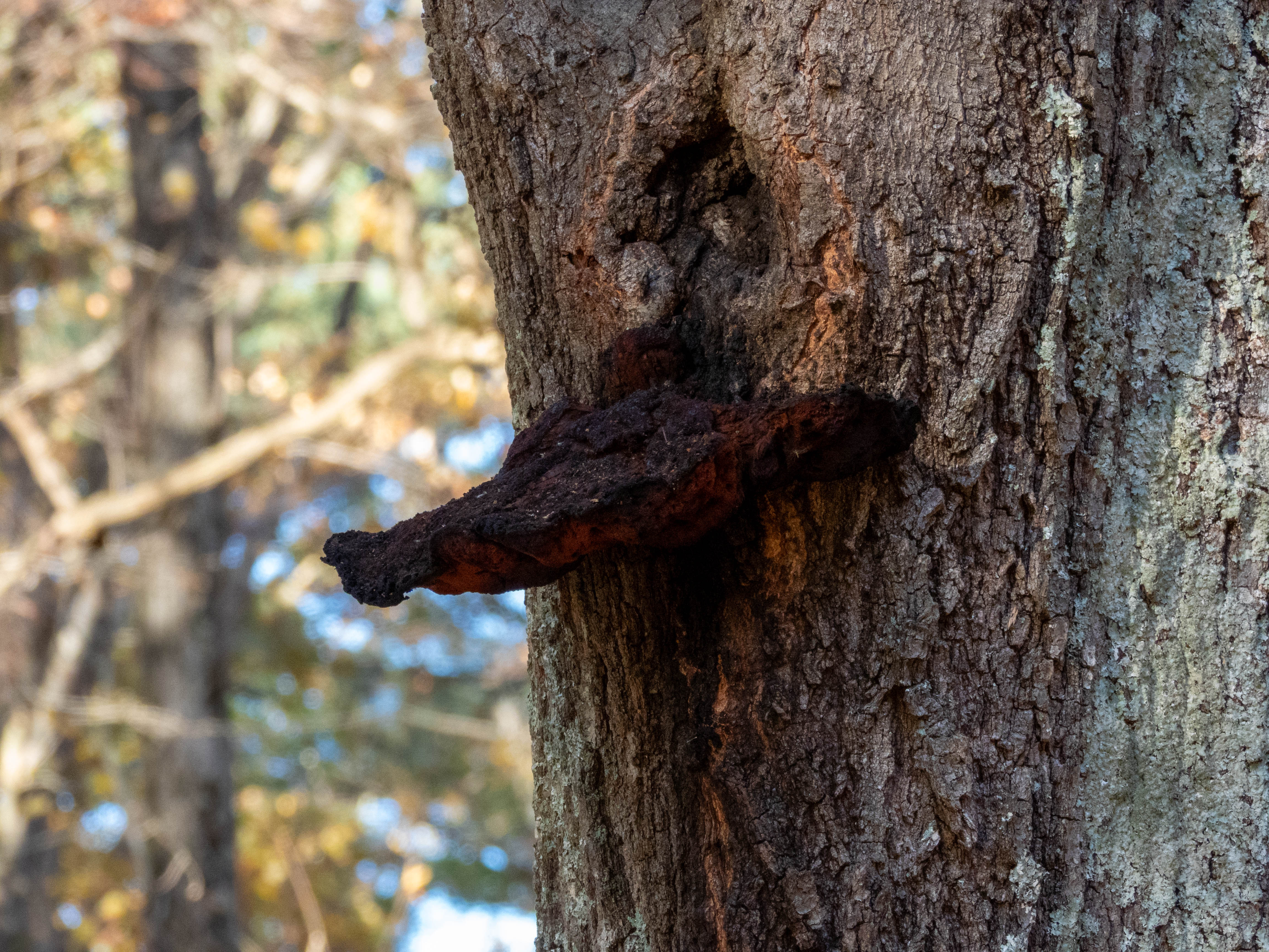 Another weird red mushroom... Separately, saw an pleated inkcap at work one time -- it was so cool. Went back to check on it throughout the day, watched it melt away. This wasn't taken at my workplace.