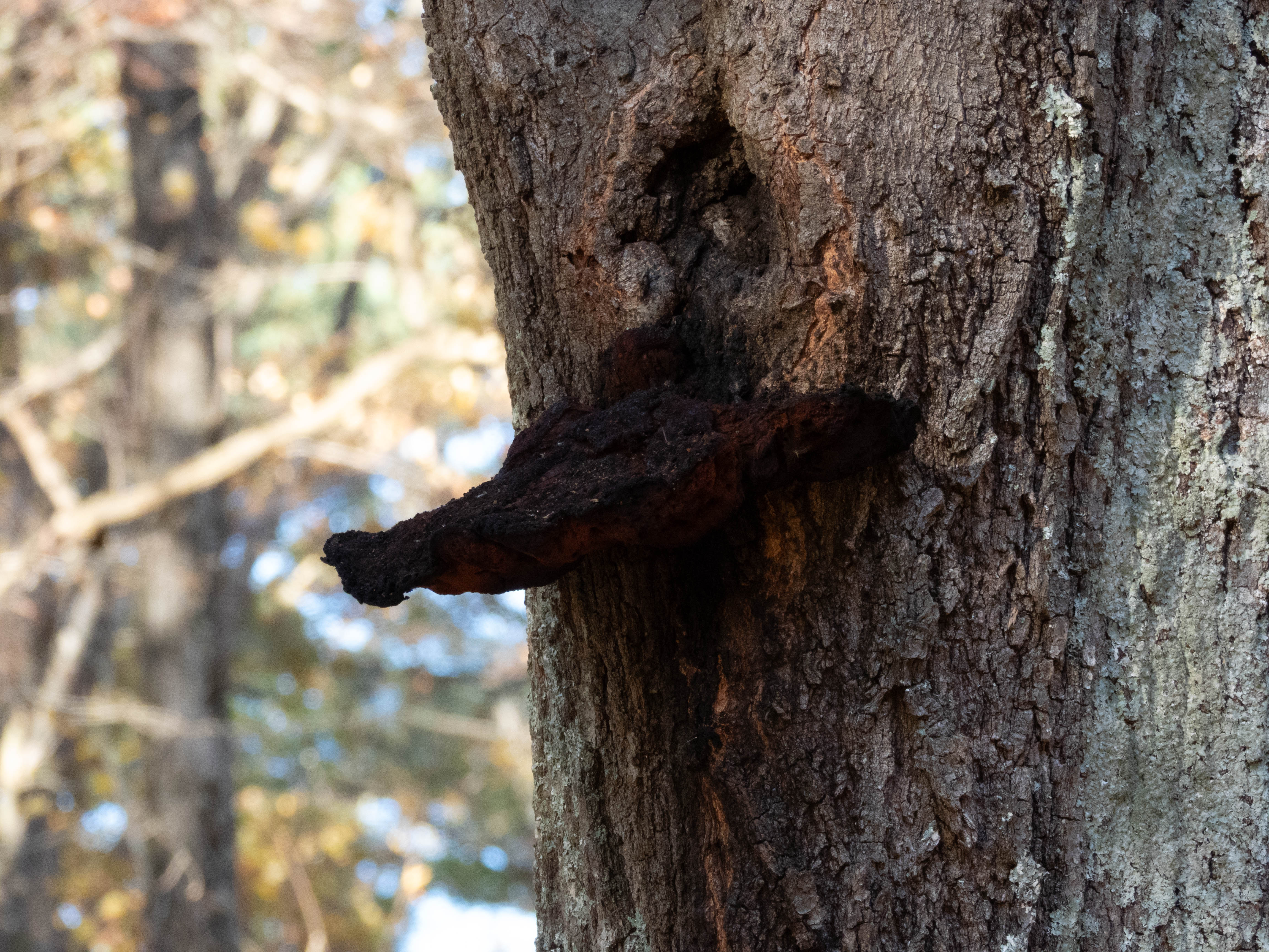 Unedited version of Another weird red mushroom... Separately, saw an pleated inkcap at work one time -- it was so cool. Went back to check on it throughout the day, watched it melt away. This wasn't taken at my workplace.