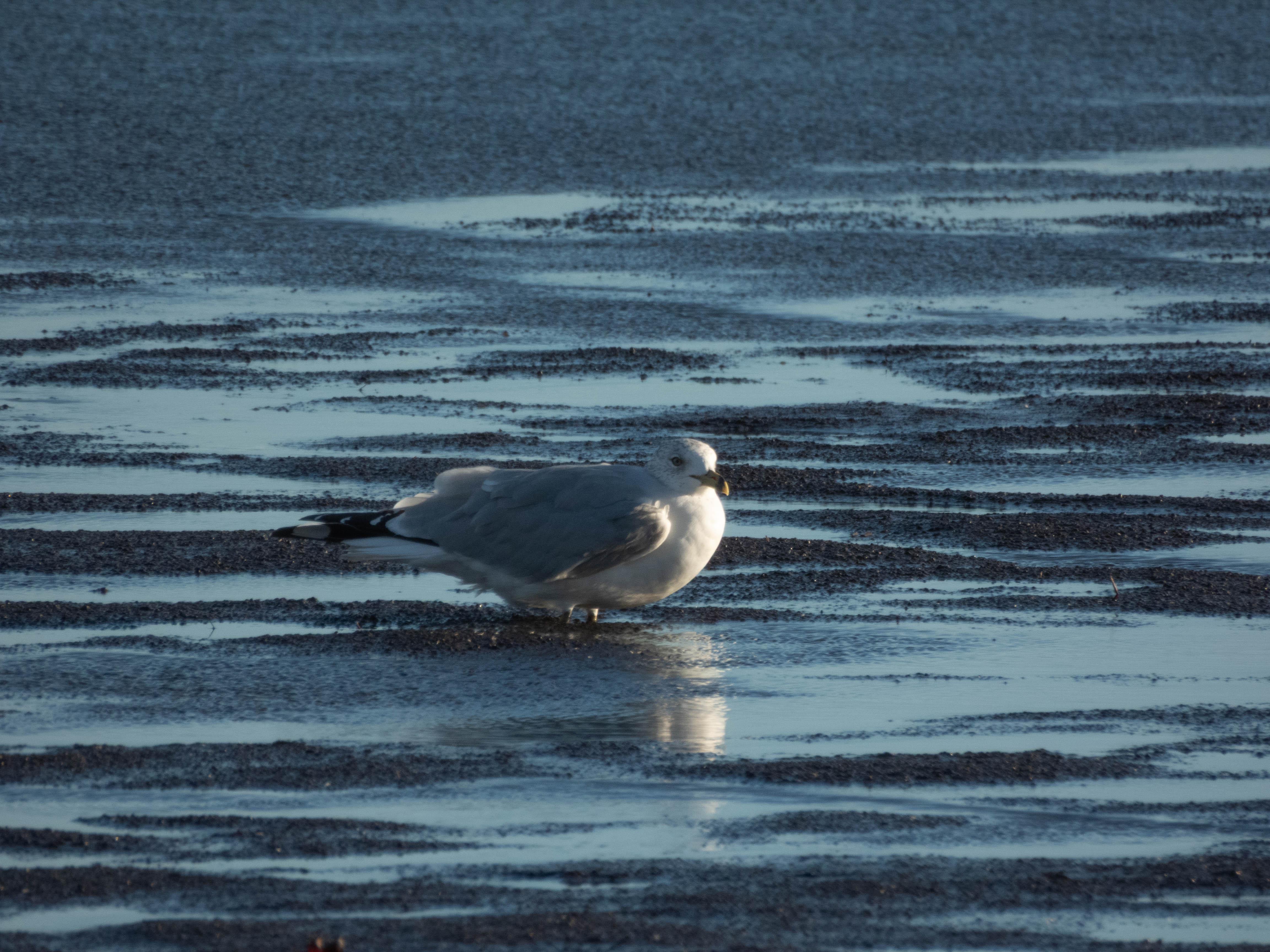 Common gull with its feet in the sand.
