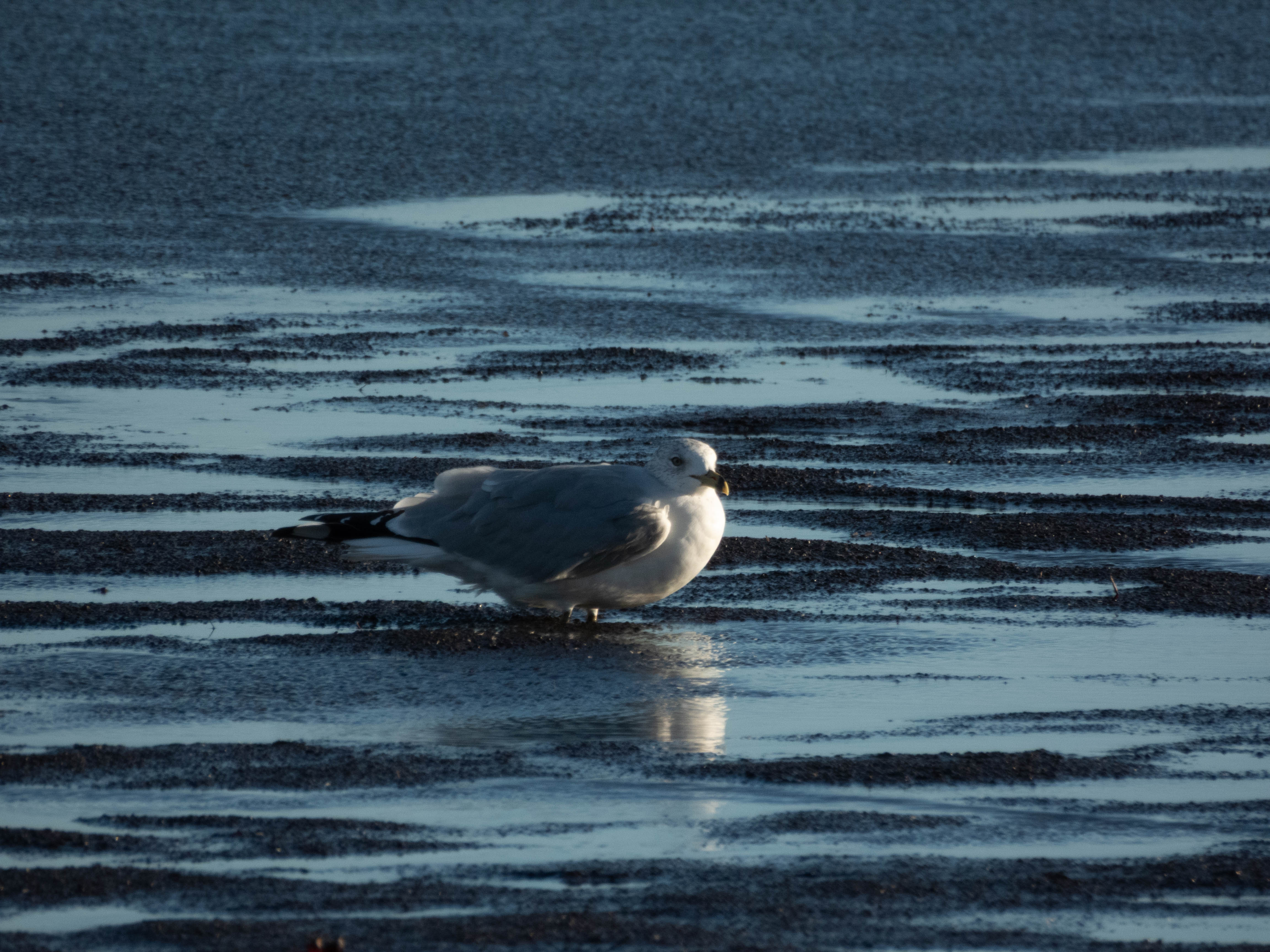 Unedited version of Common gull with its feet in the sand.