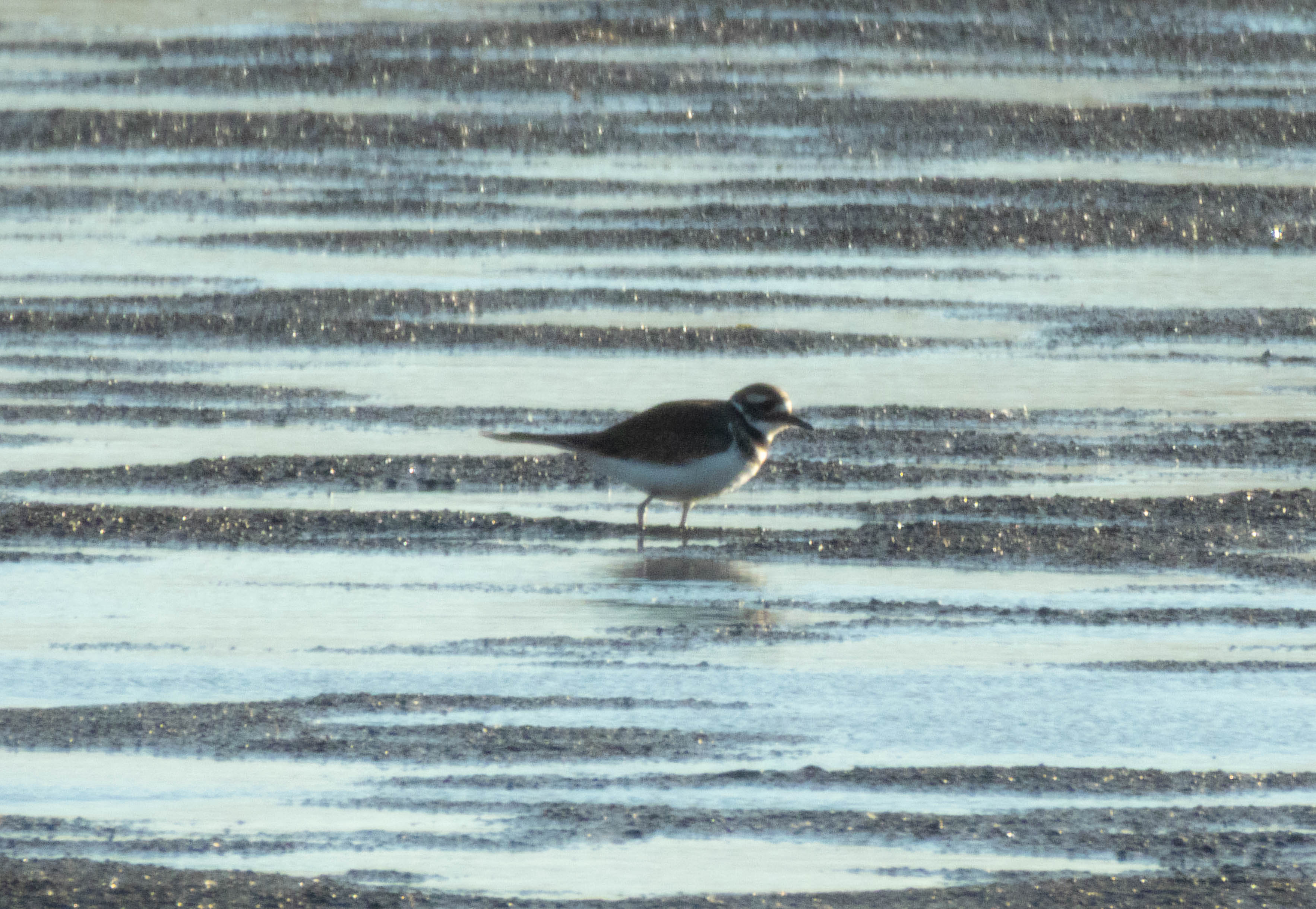 Killdeer! Much cuter in person, I didn't get such good photos.