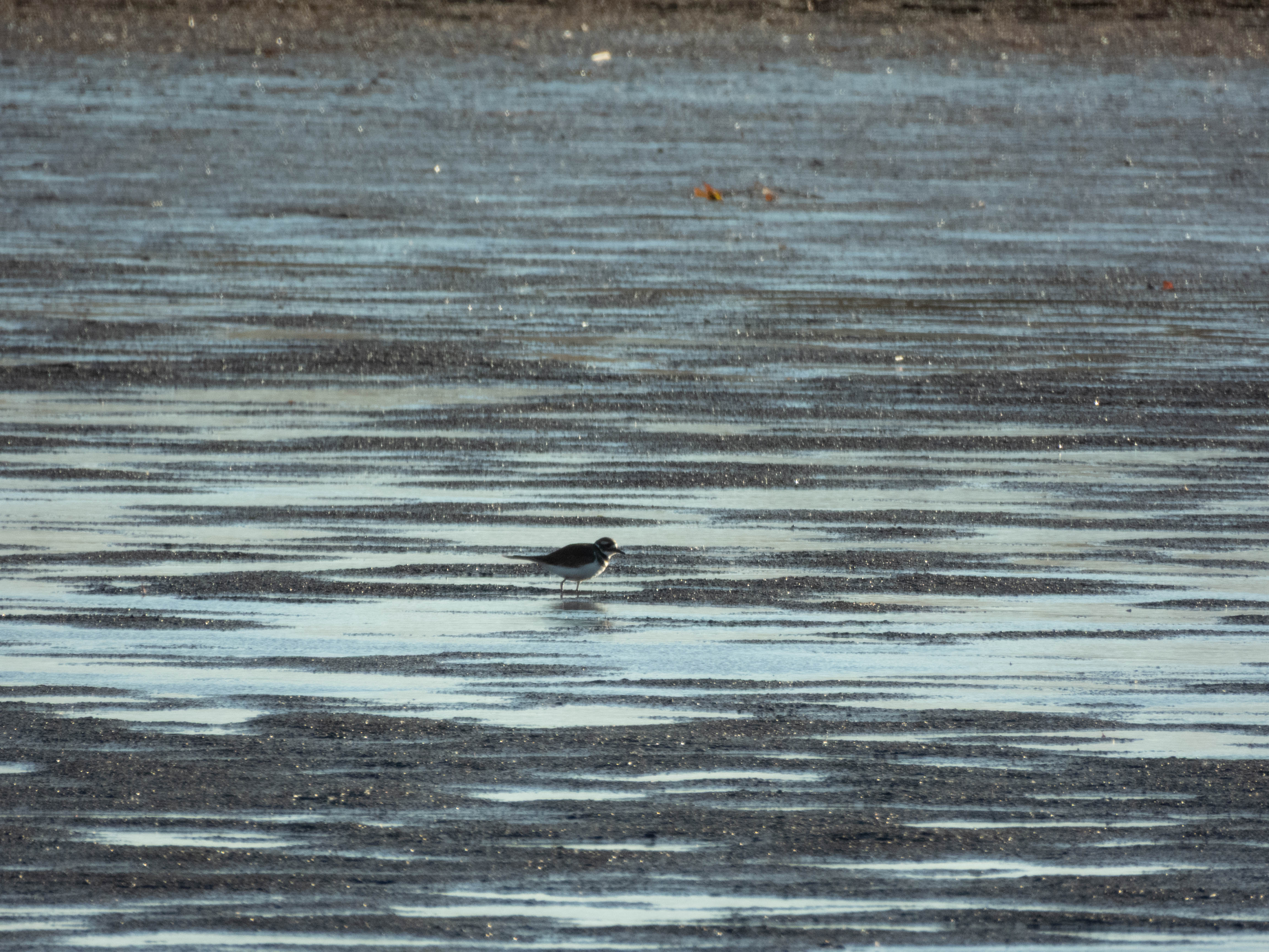 Unedited version of Killdeer! Much cuter in person, I didn't get such good photos.