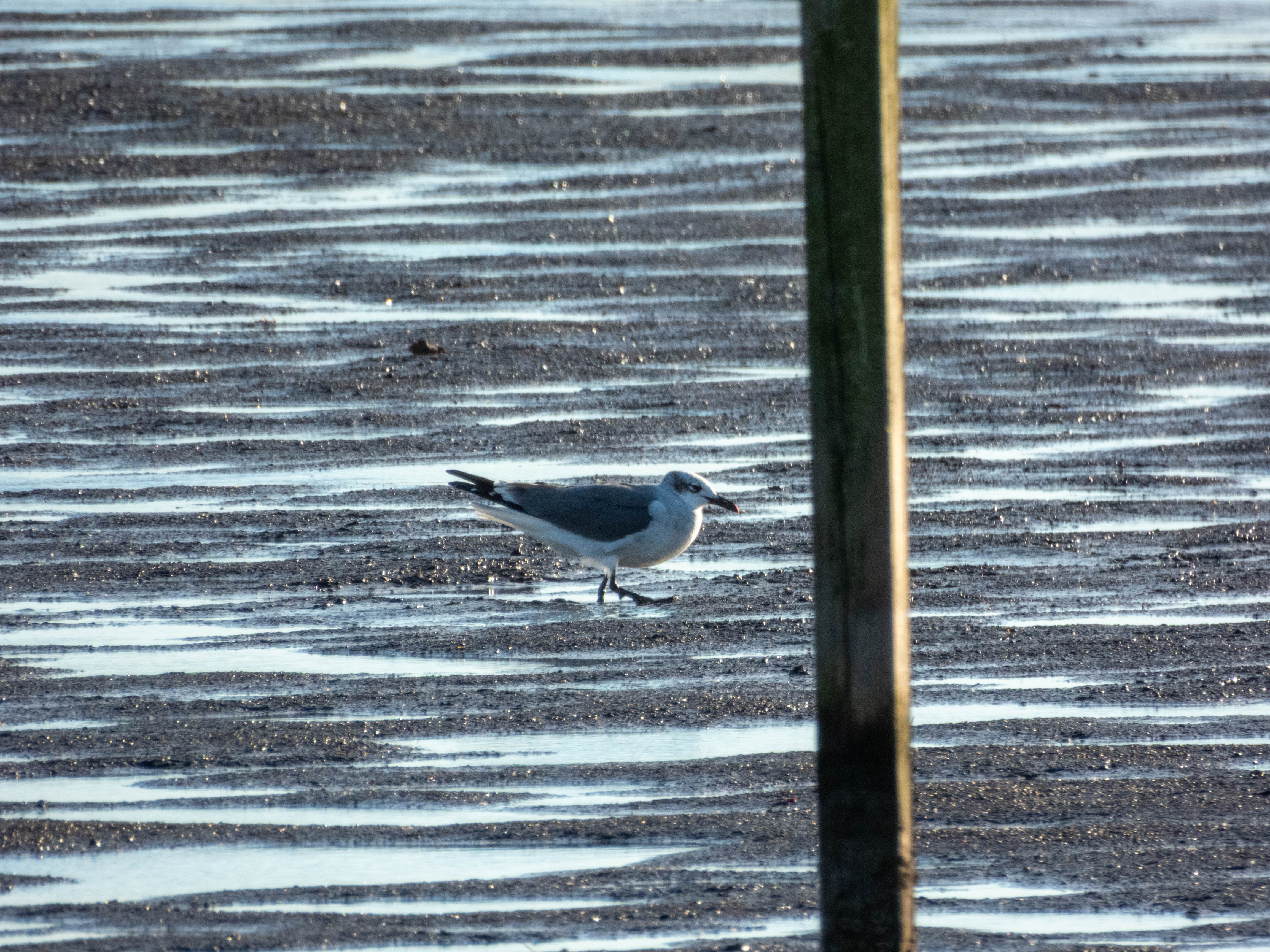Laughing gull. Much sharper features.