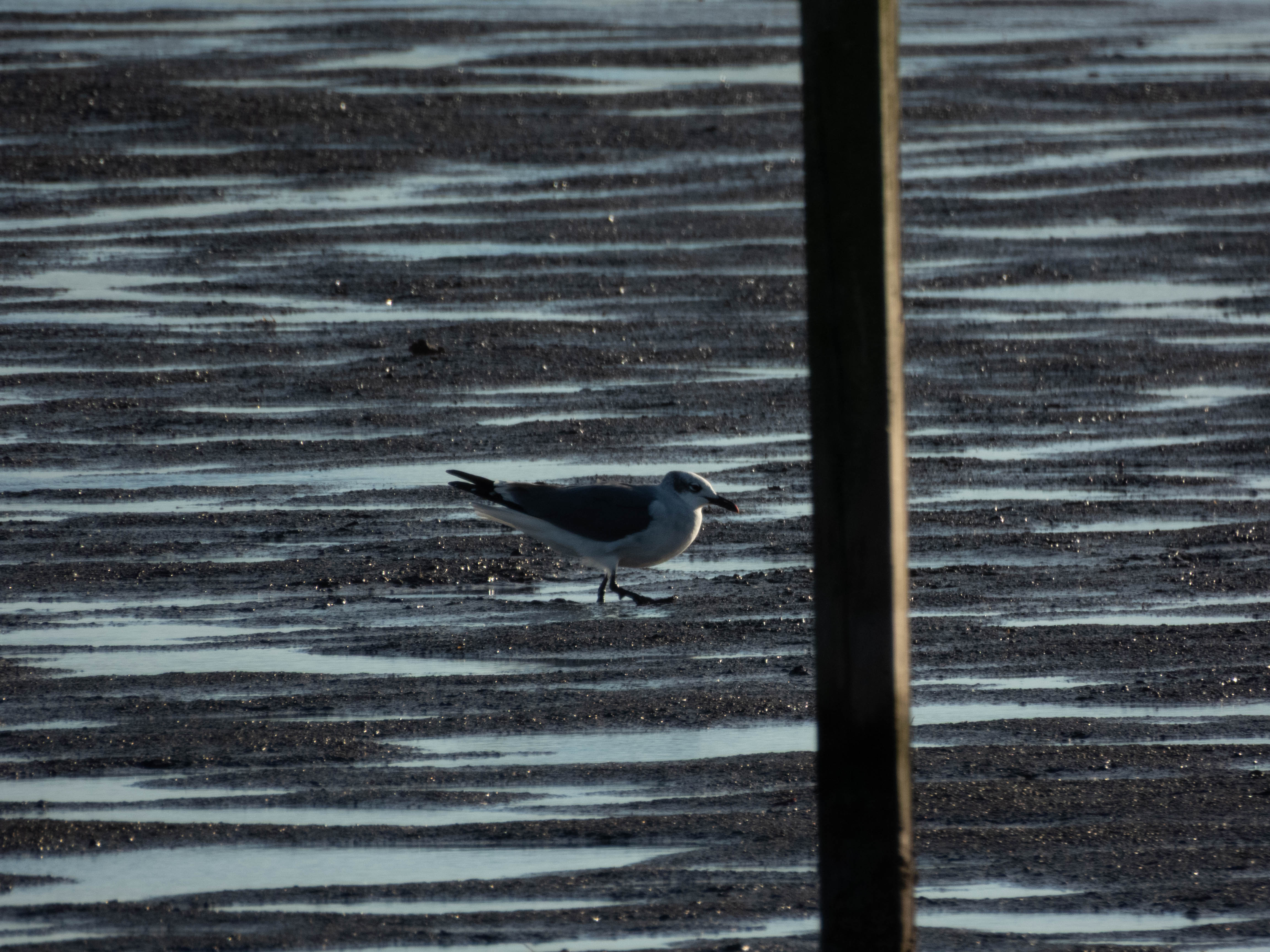 Unedited version of Laughing gull. Much sharper features.