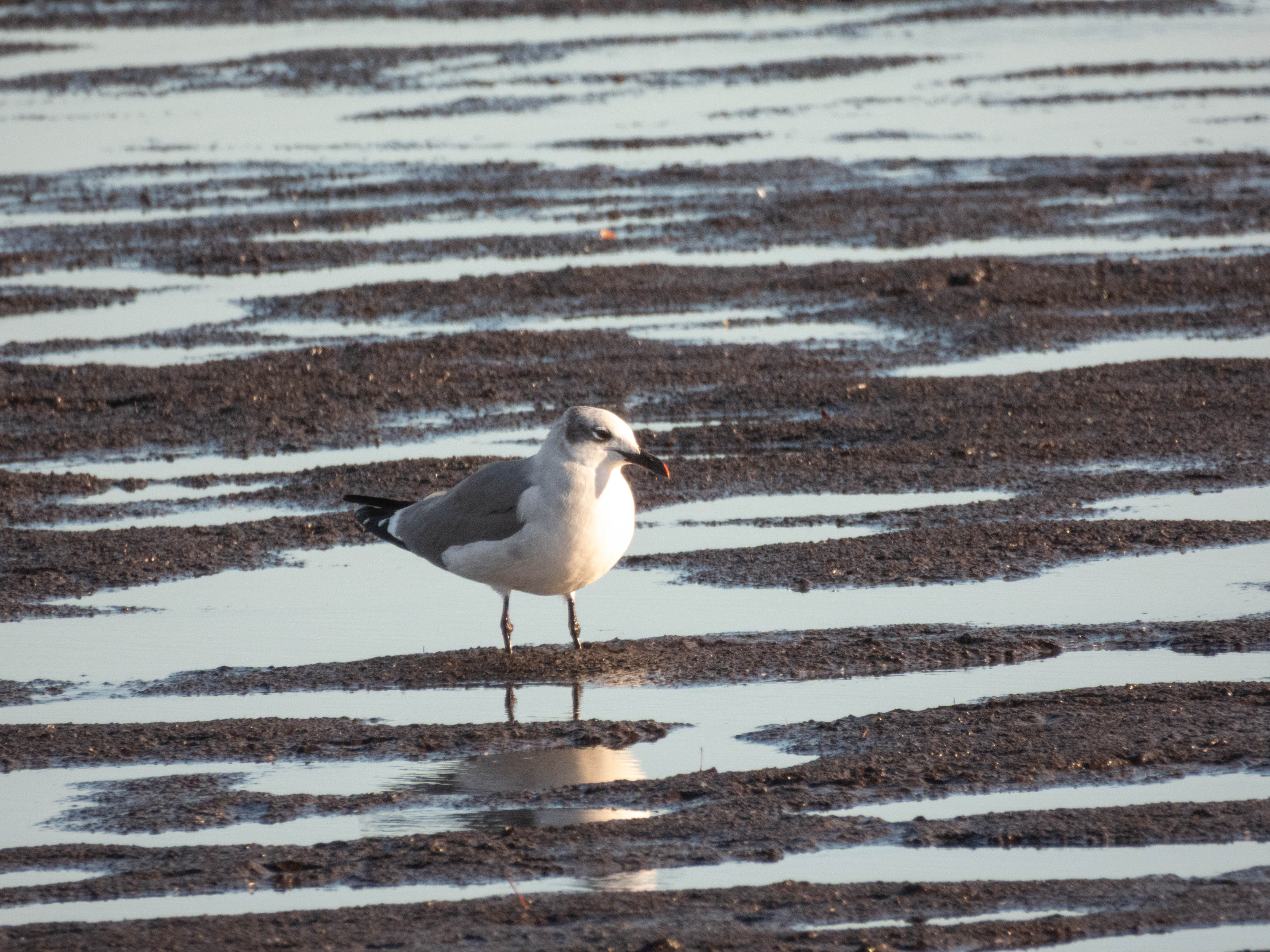 Laughing gull again.