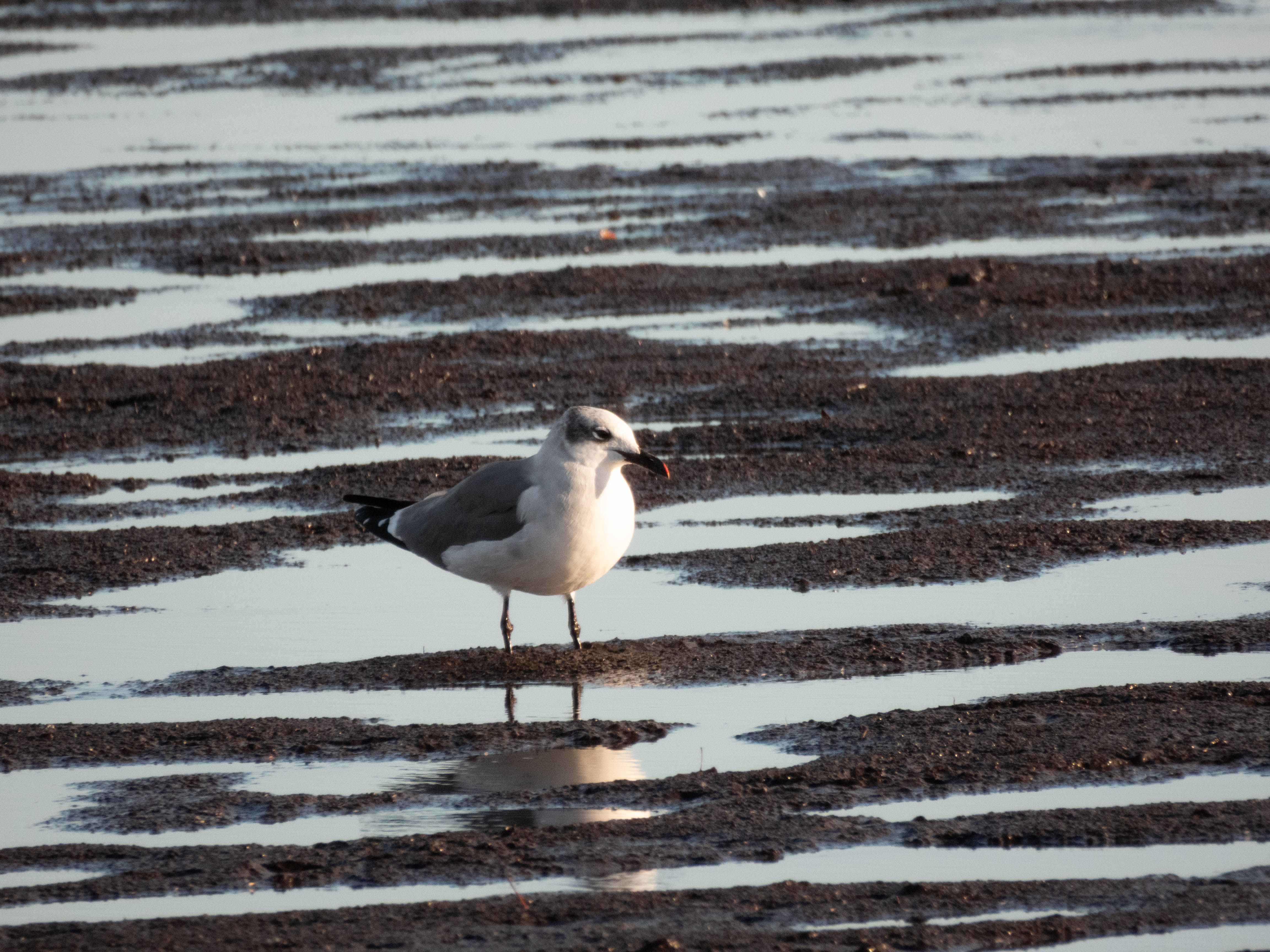 Unedited version of Laughing gull again.
