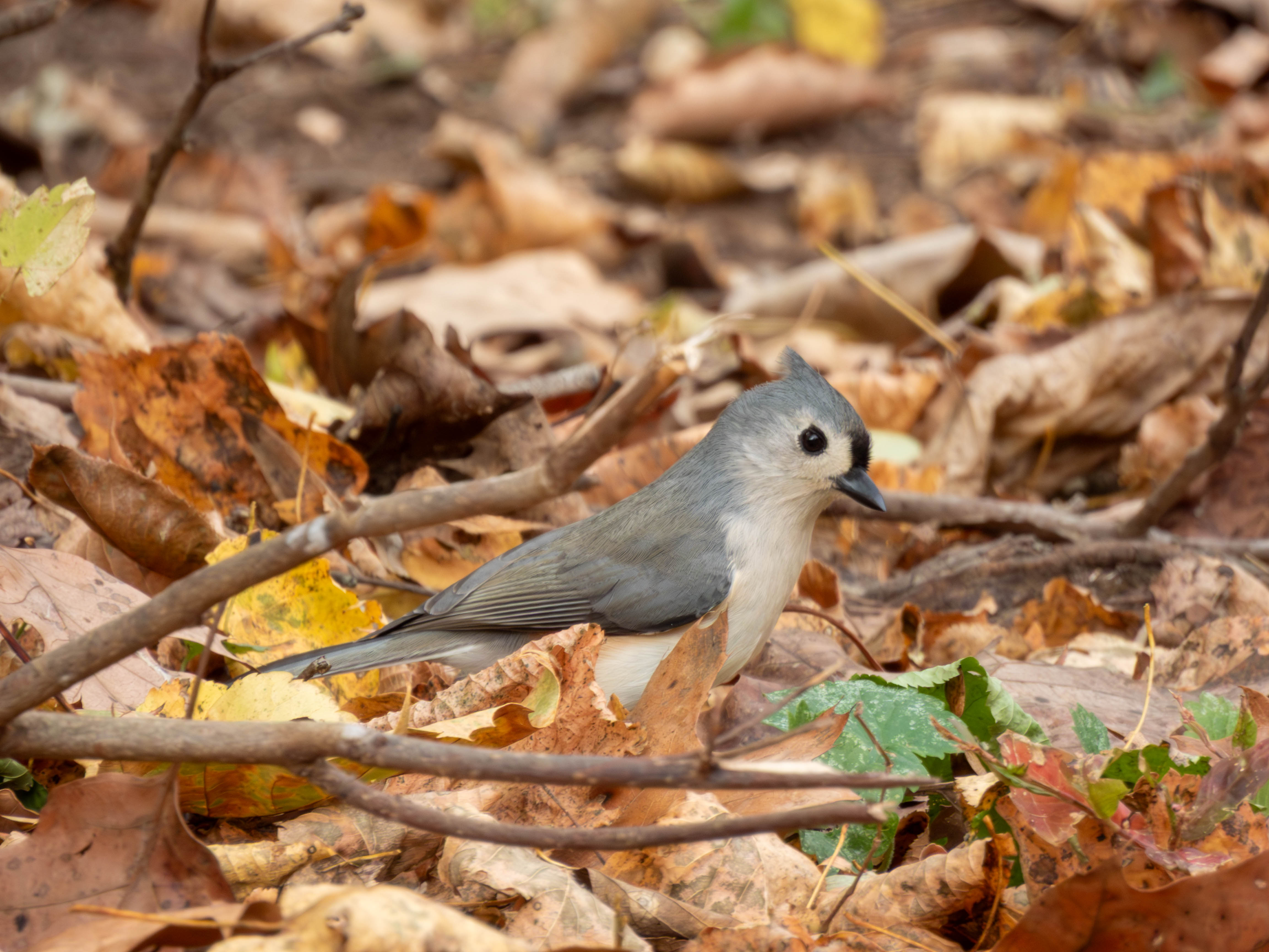 Tufted Titmouse