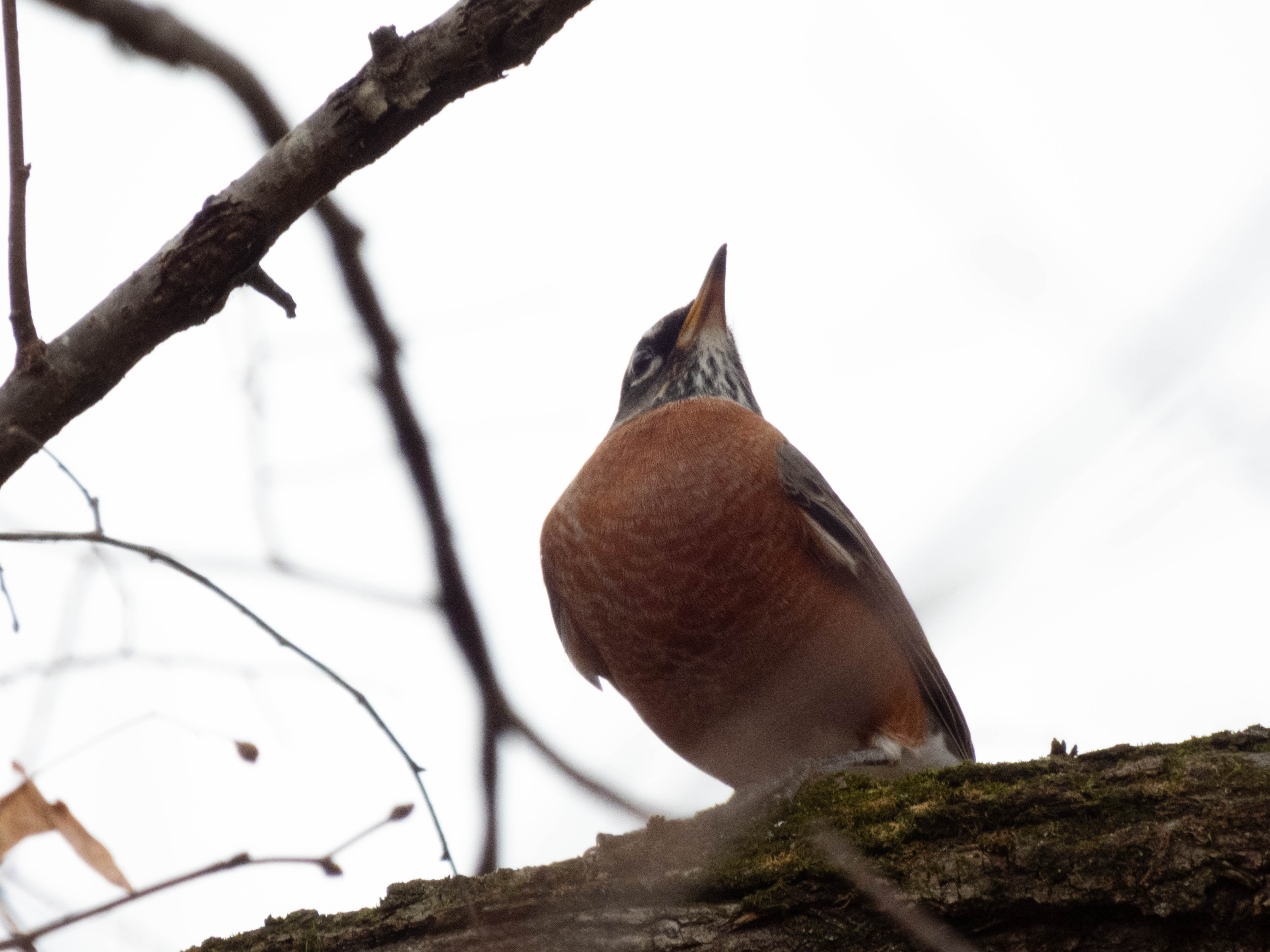 Unedited version of Majestic Robin