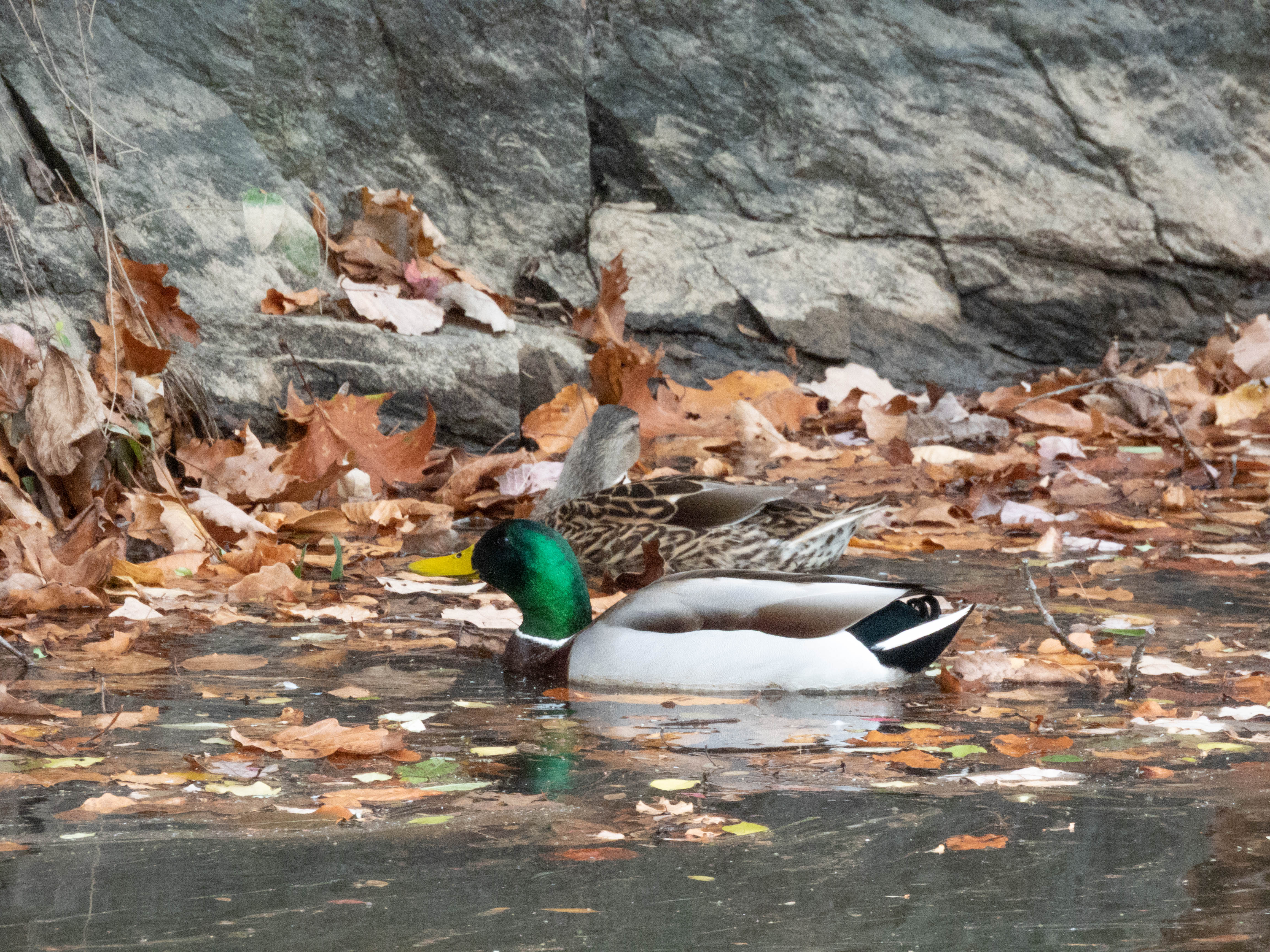 Two ducks playing in the water