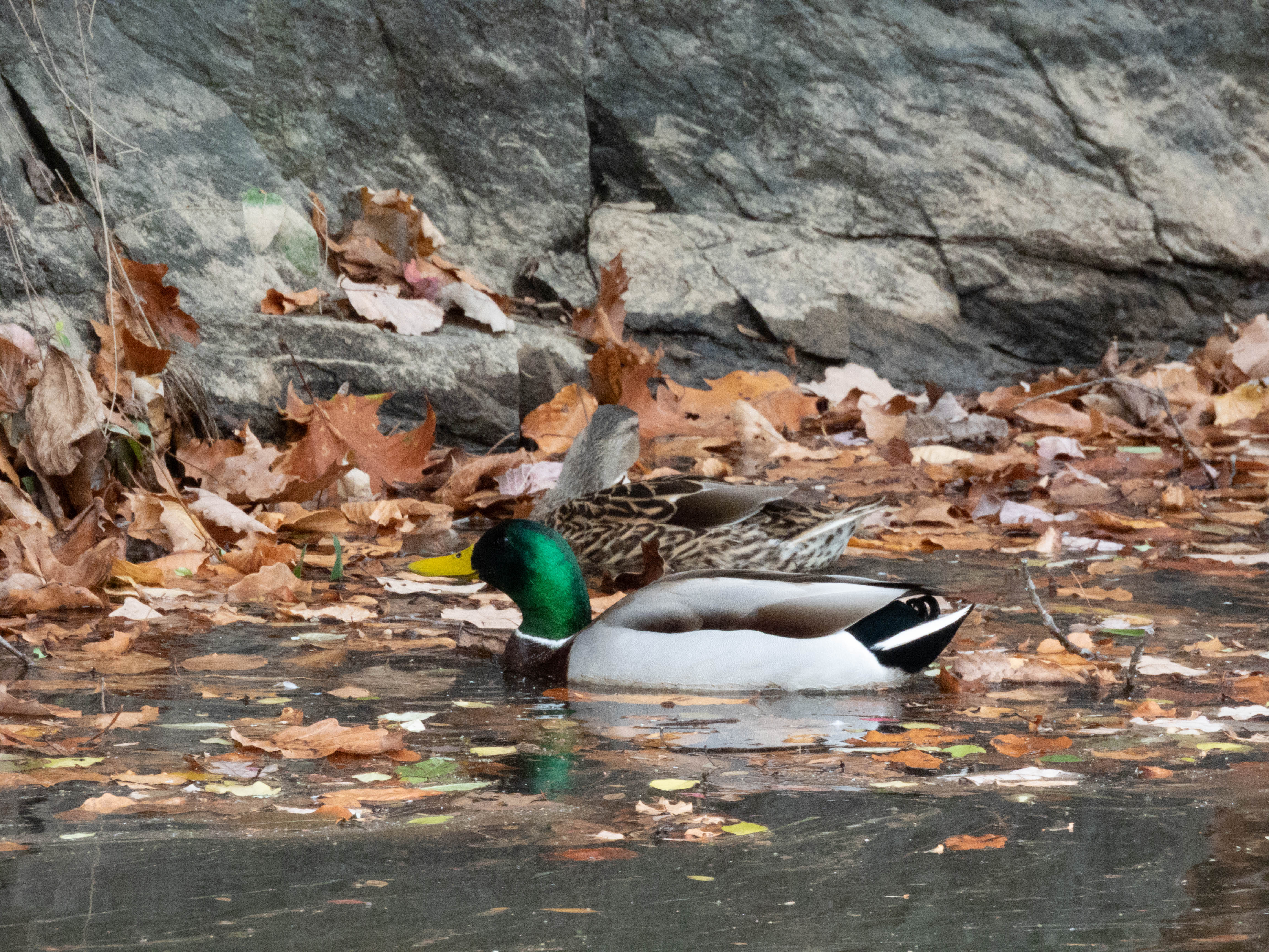 Unedited version of Two ducks playing in the water