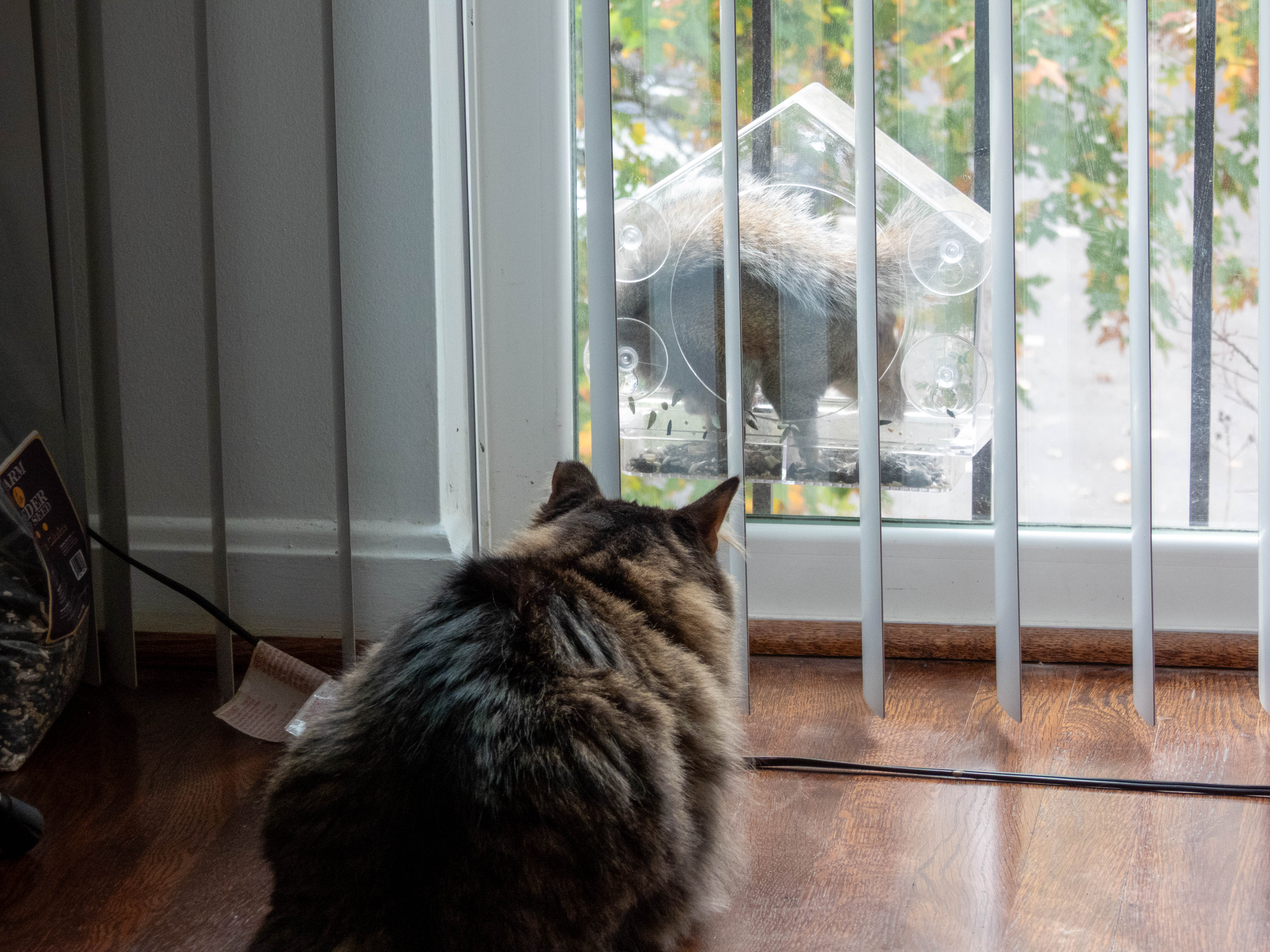 Cat watching squirrel
