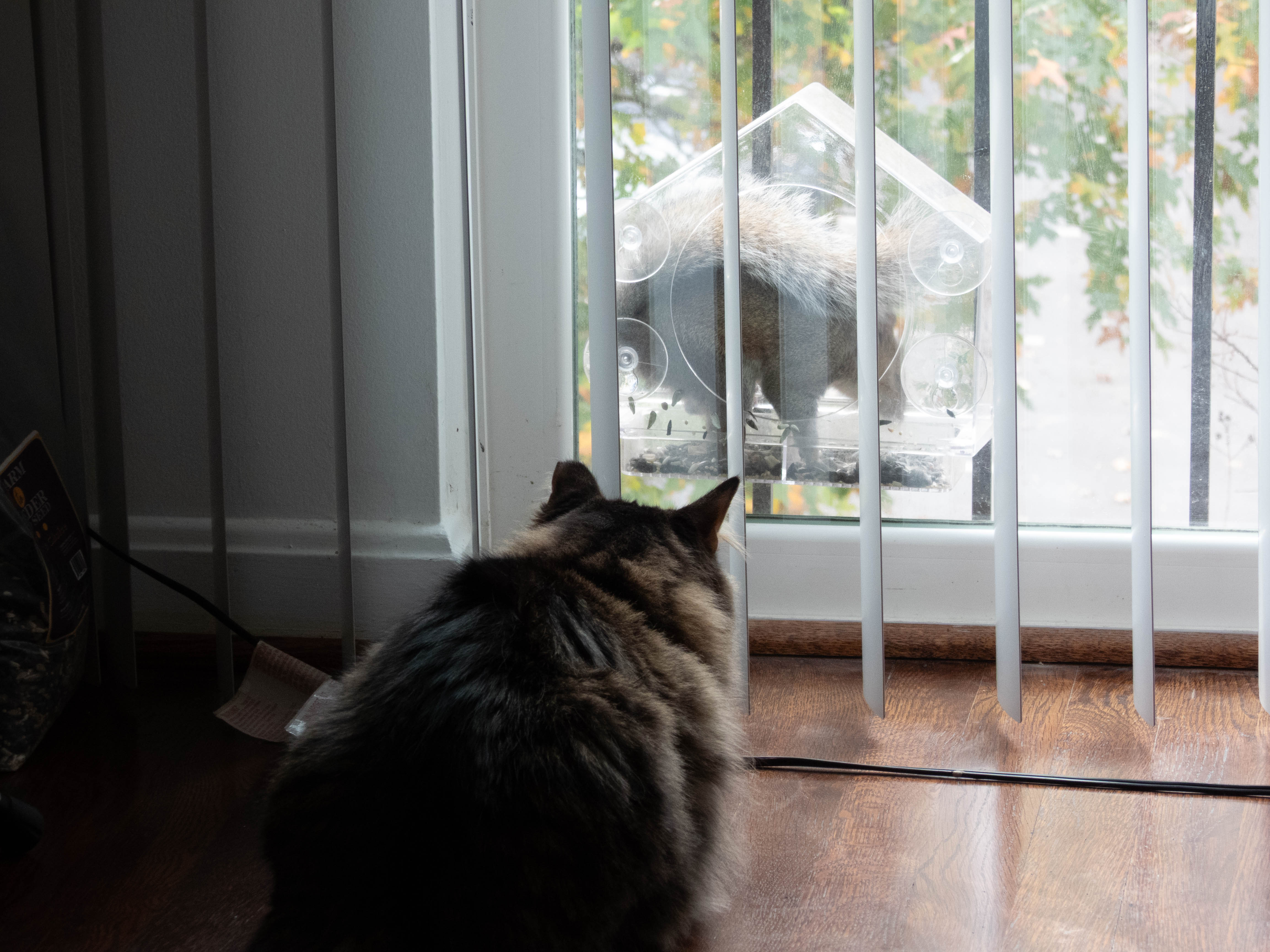 Unedited version of Cat watching squirrel