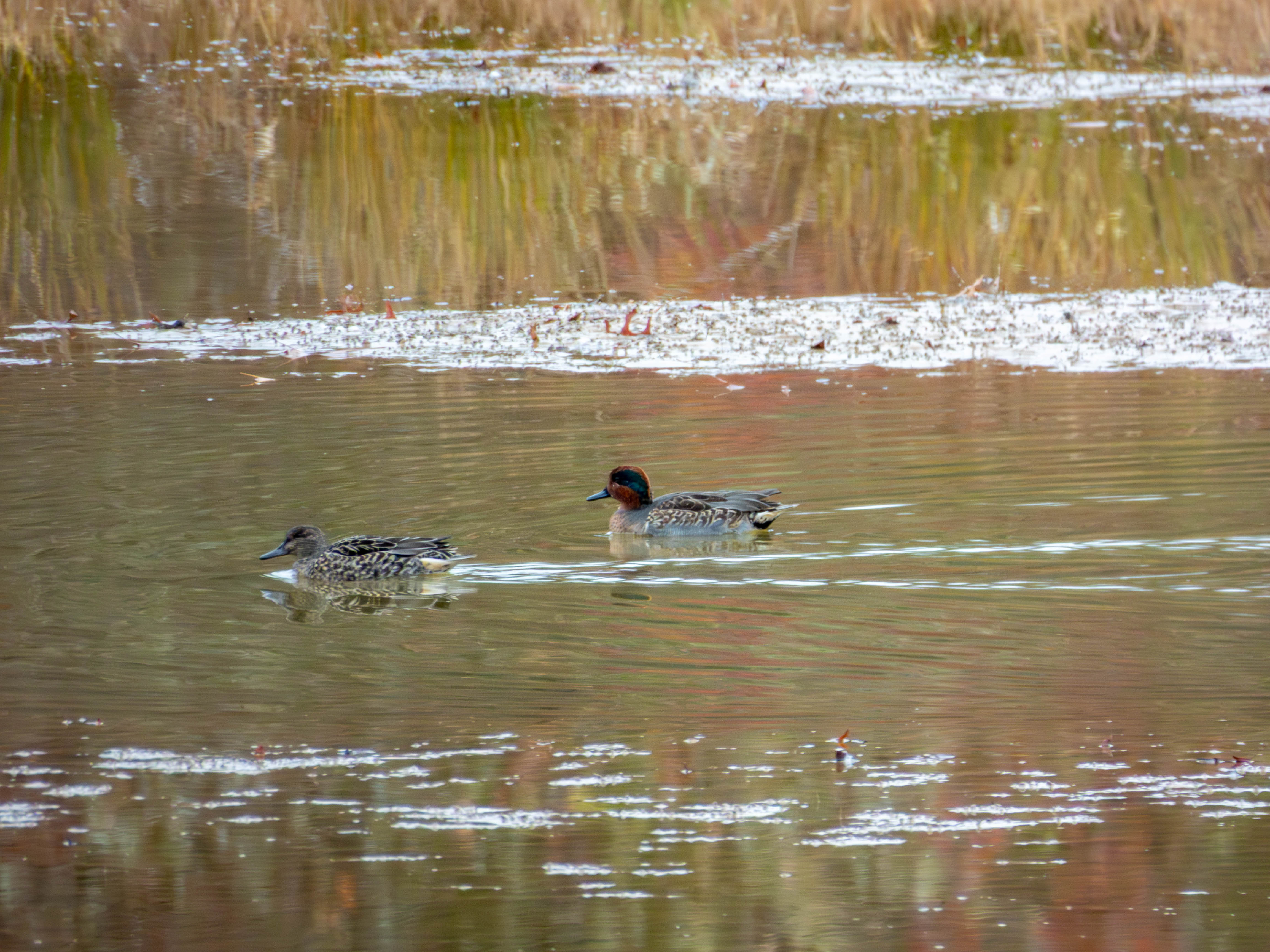 Green-winged Teal. Not sure where the green-winged comes from, but the most noticable feature for me is the red head with the black spot.