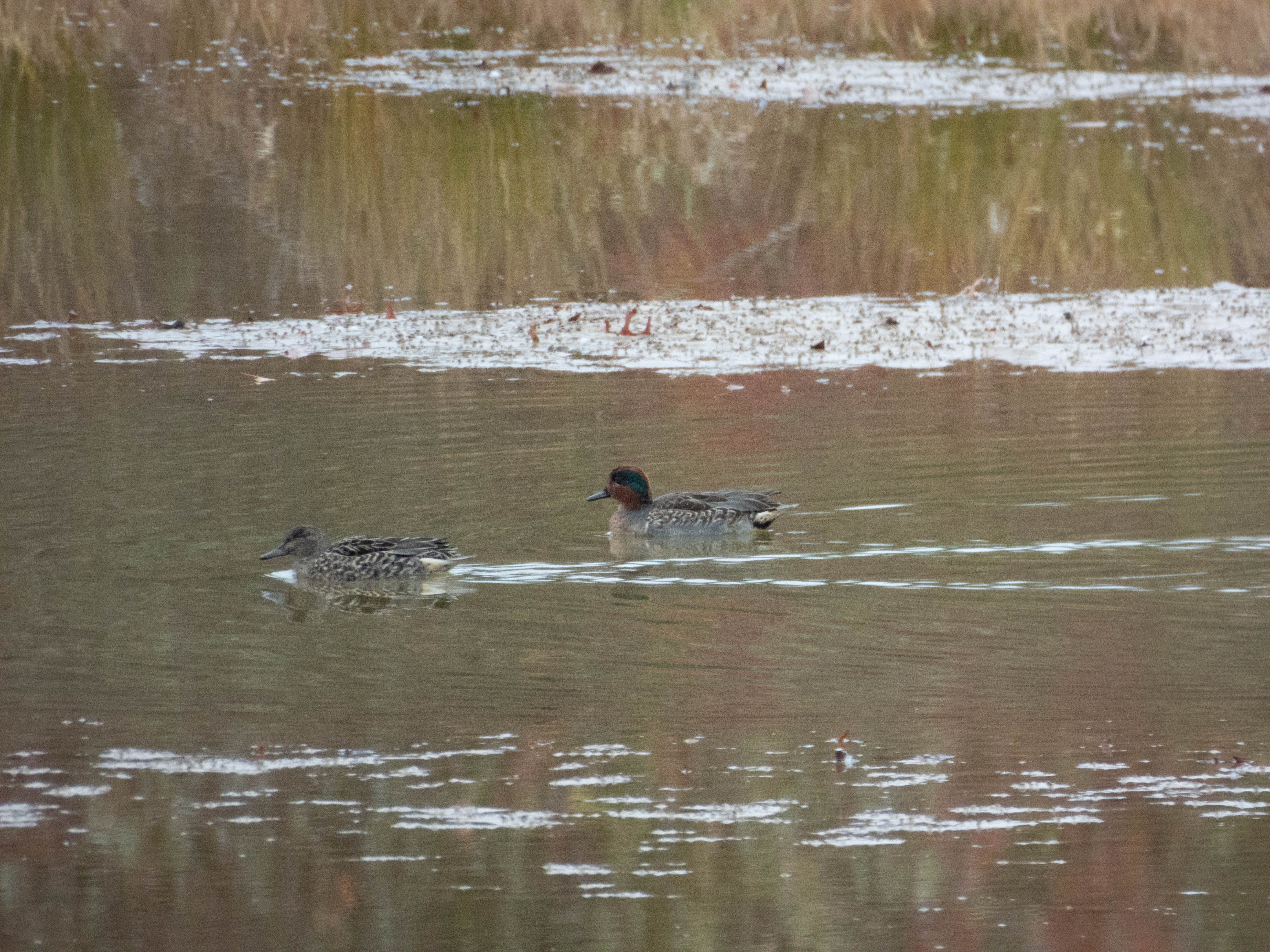 Unedited version of Green-winged Teal. Not sure where the green-winged comes from, but the most noticable feature for me is the red head with the black spot.