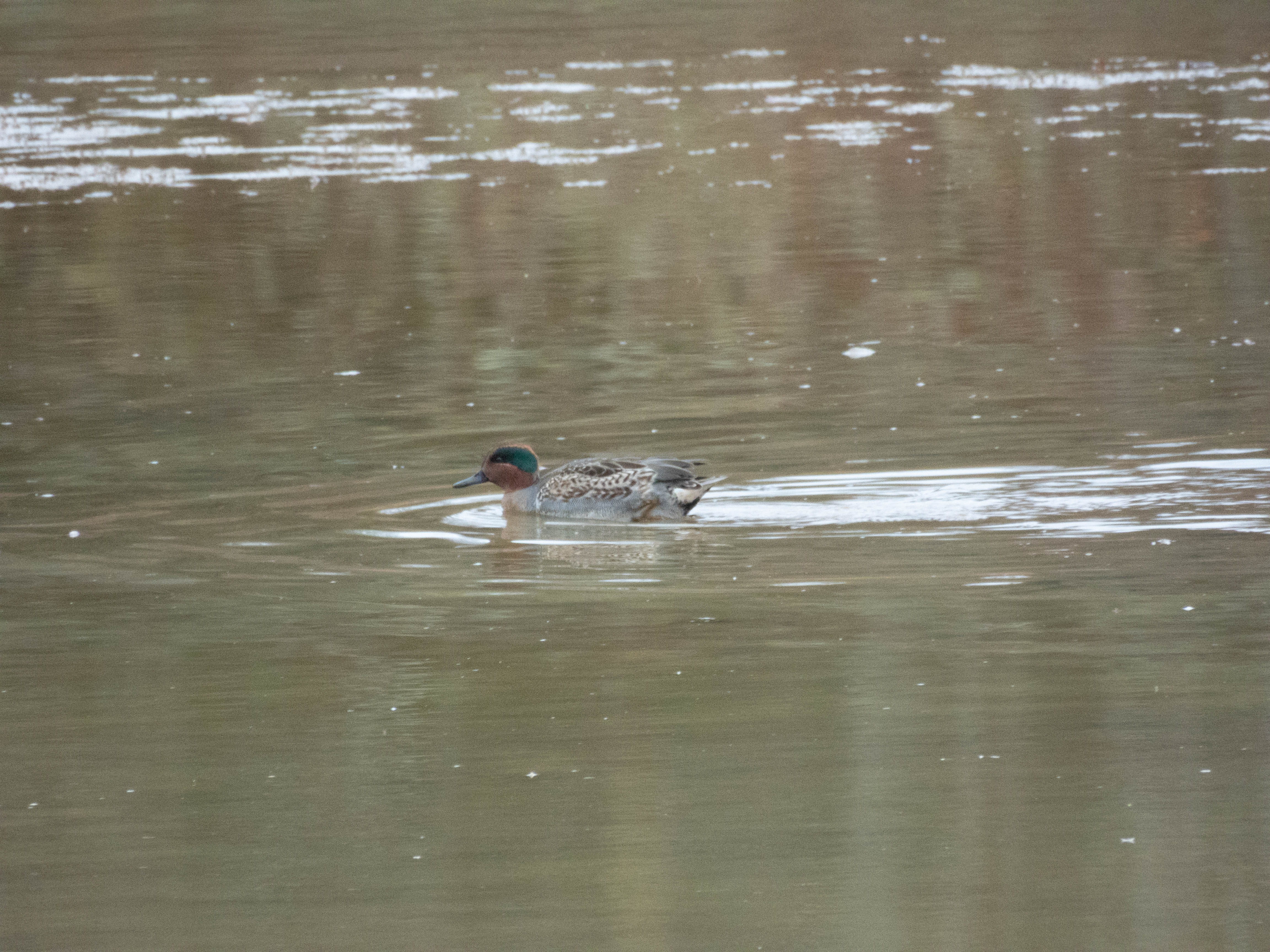 Unedited version of Green-winged Teal again.