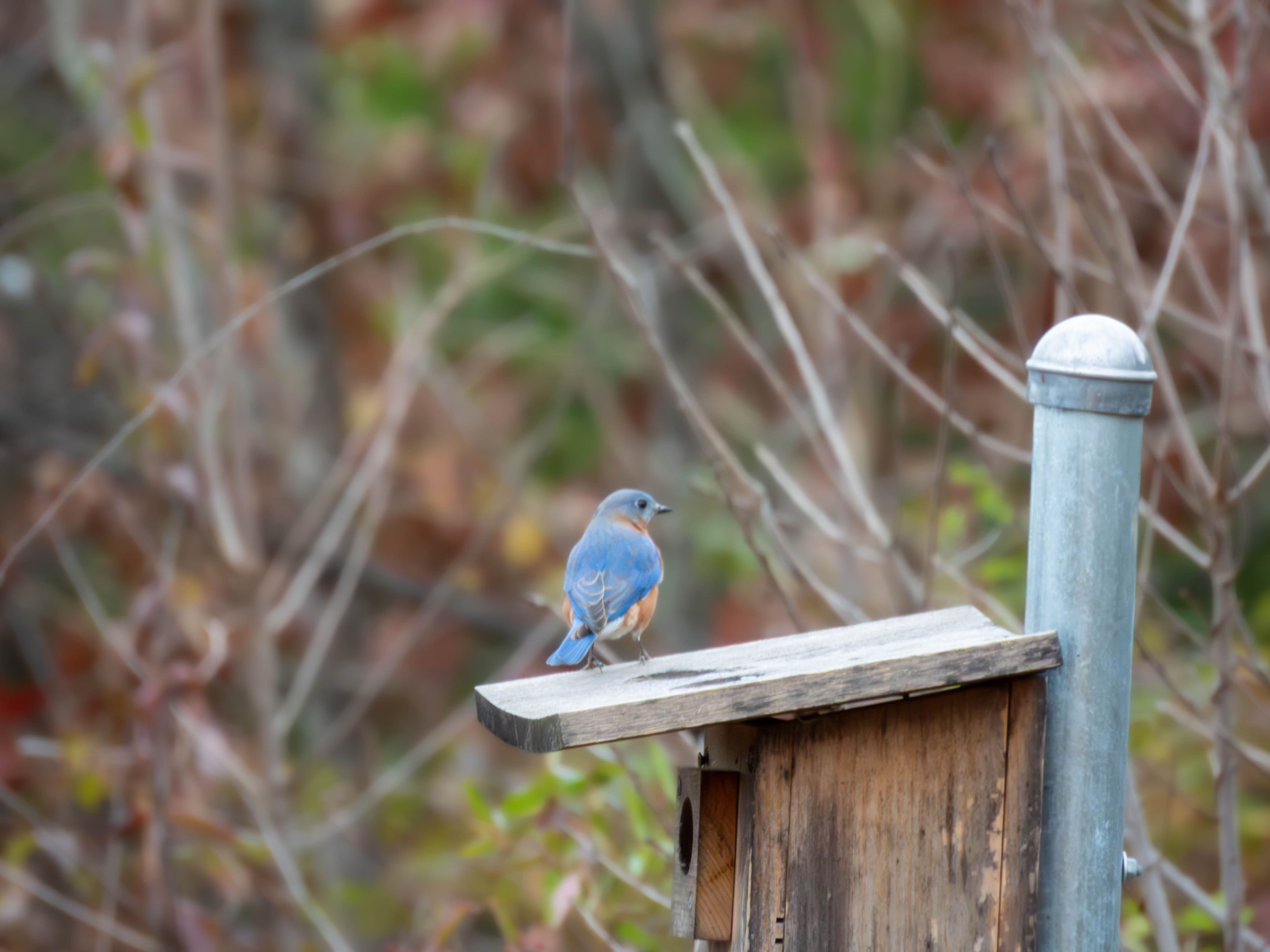 Eastern Bluebird