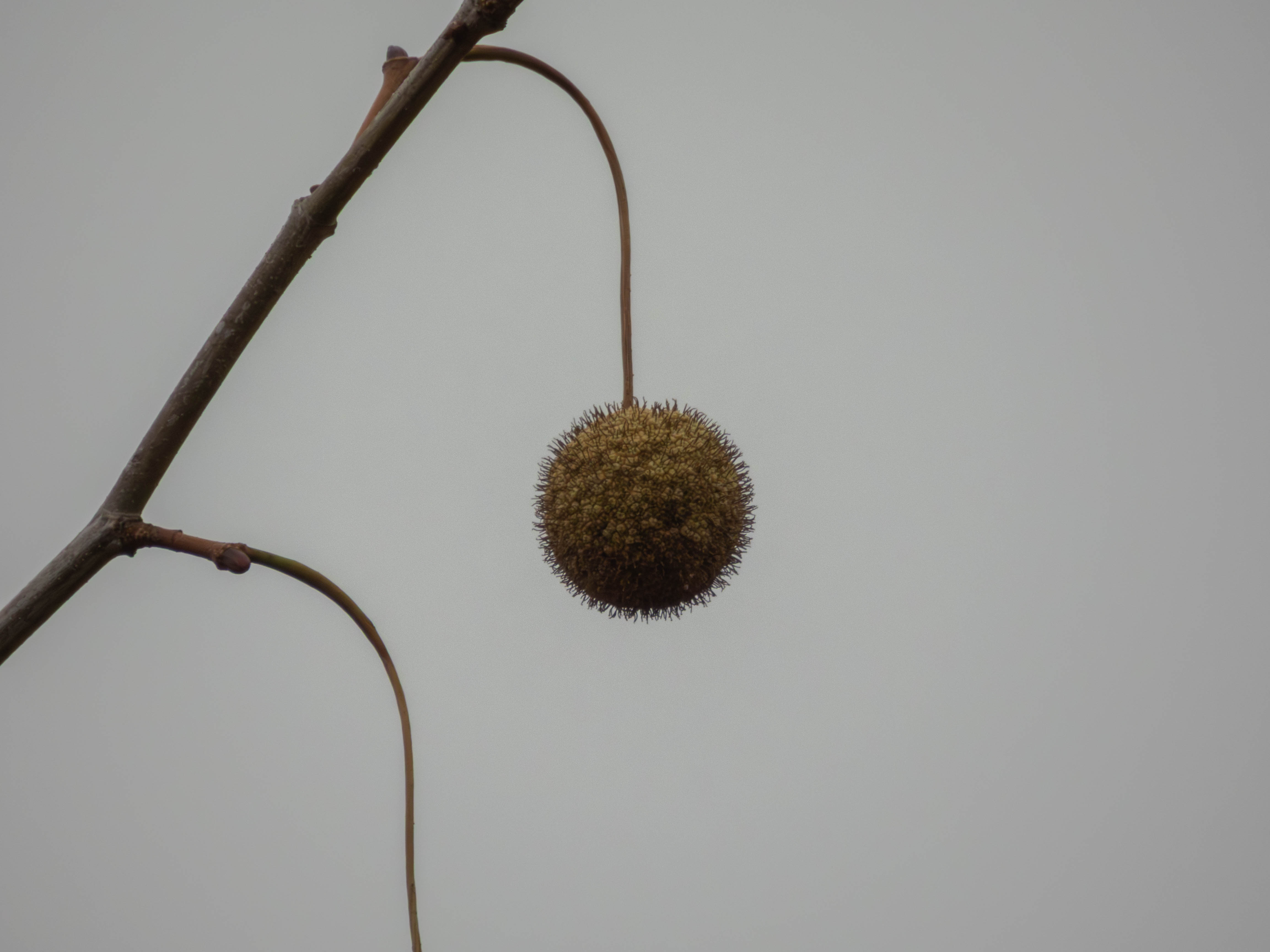 Not sure what this was... It was up in a tree
