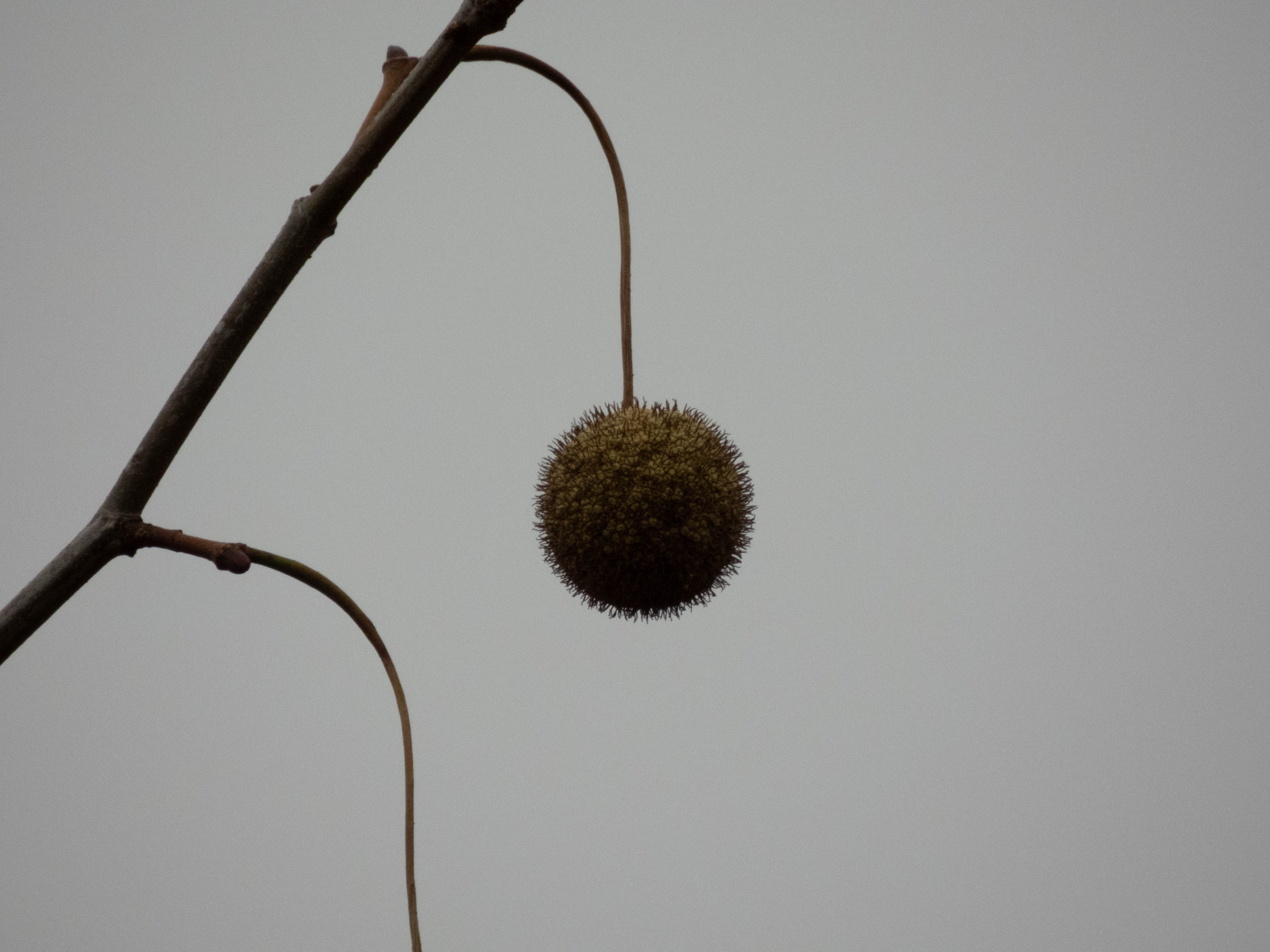 Unedited version of Not sure what this was... It was up in a tree