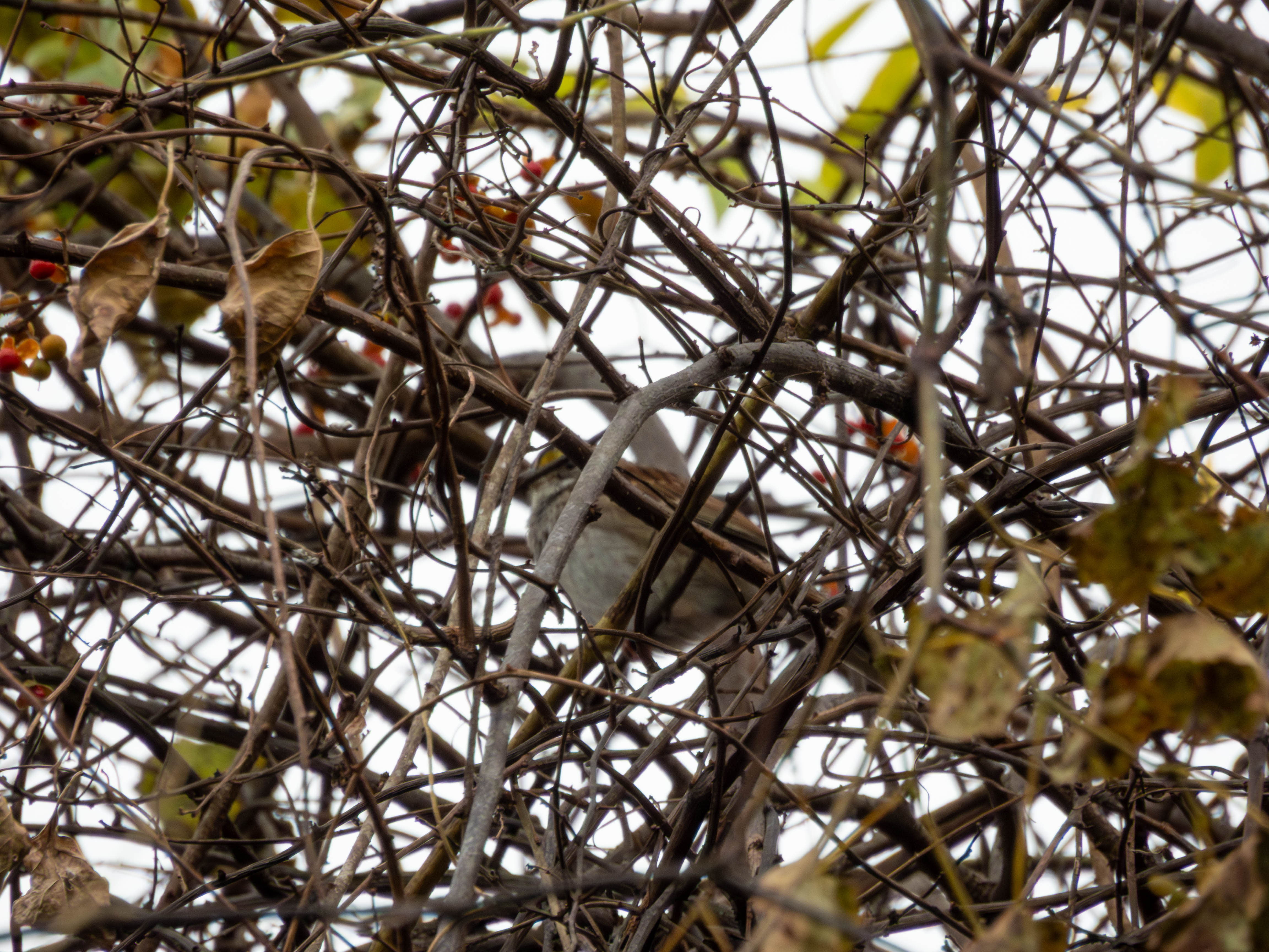 White-throated Sparrow. You can see the little yellow spots above its eyes.