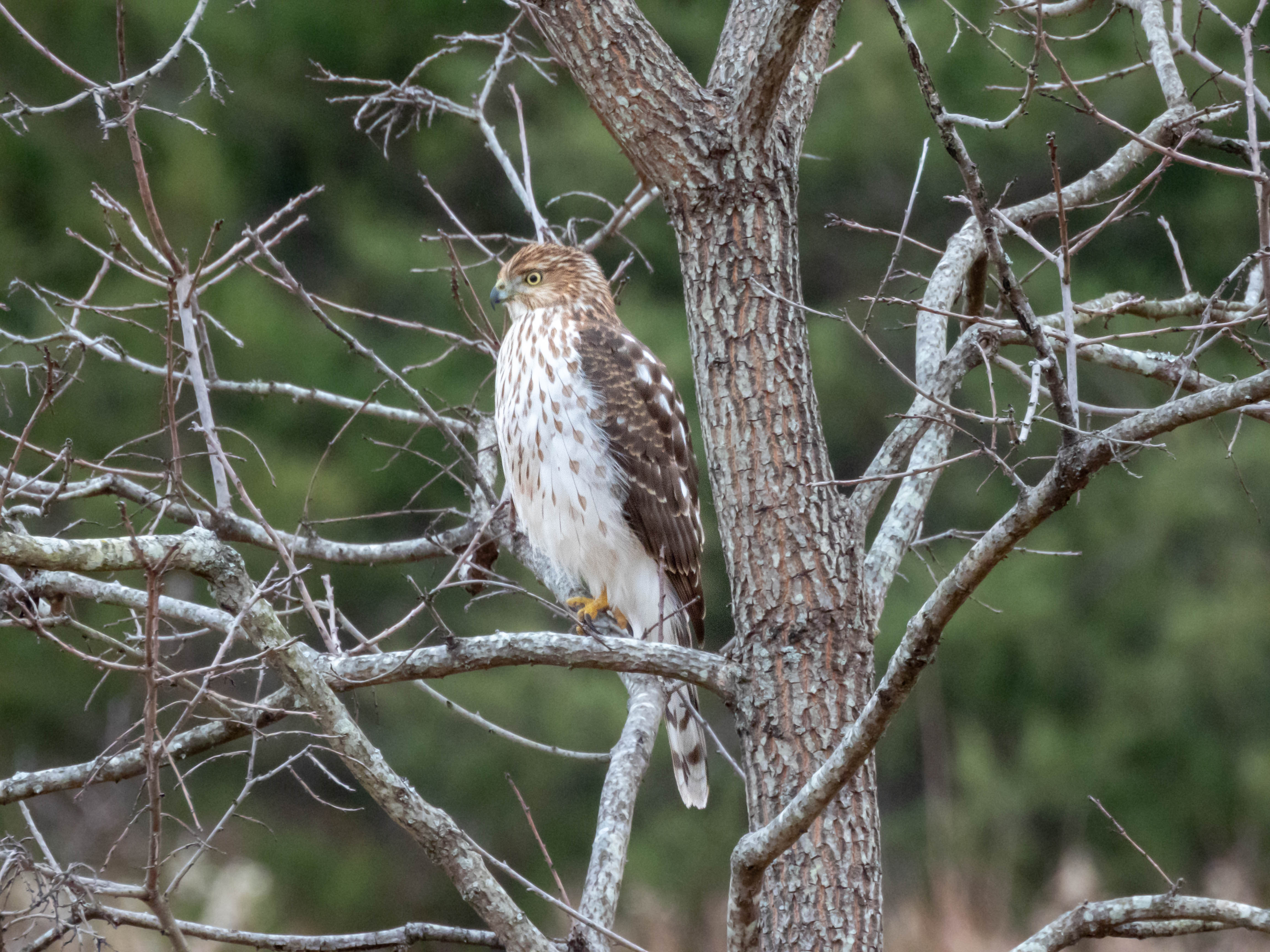 Cooper's Hawk
