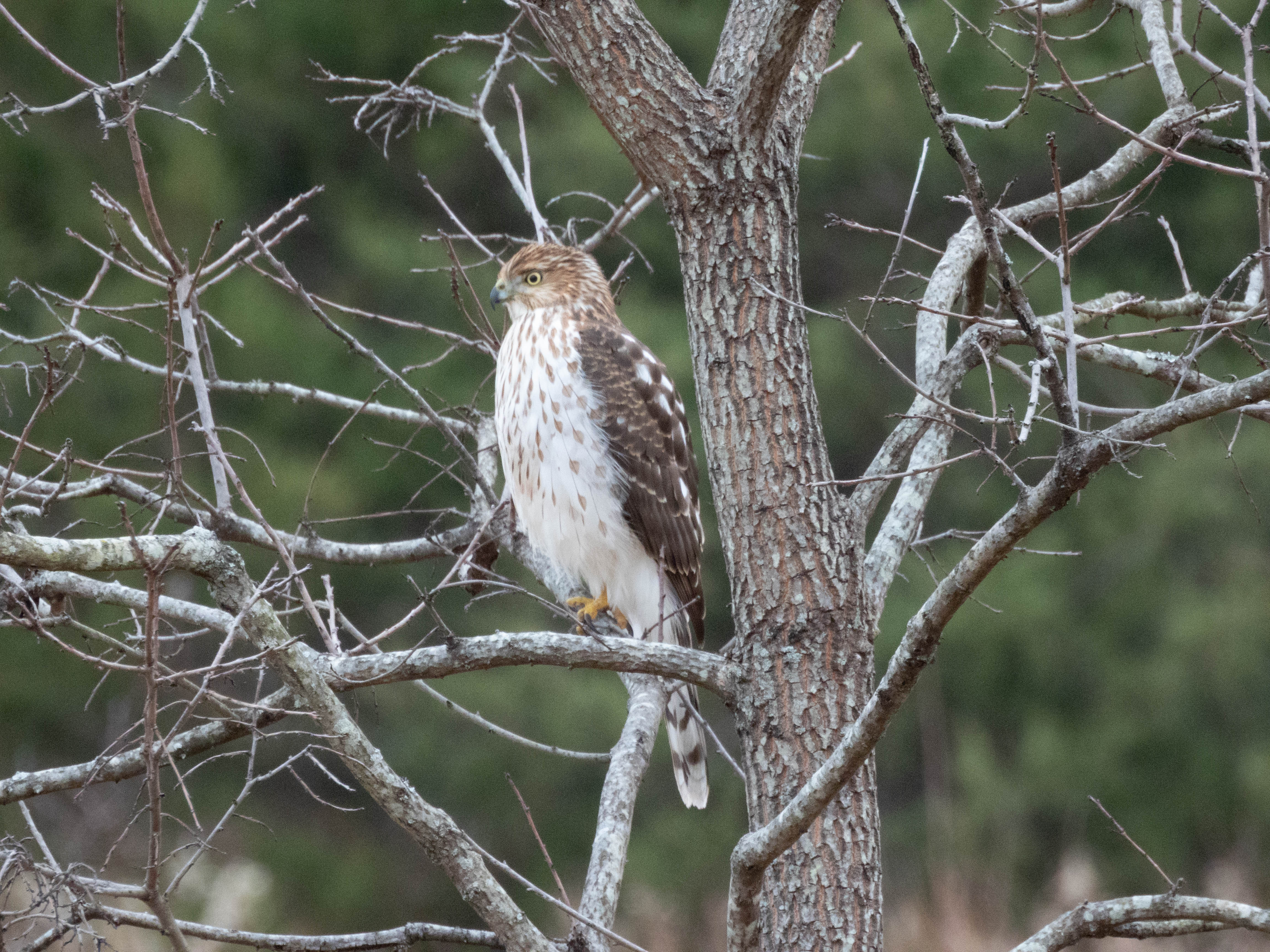 Unedited version of Cooper's Hawk